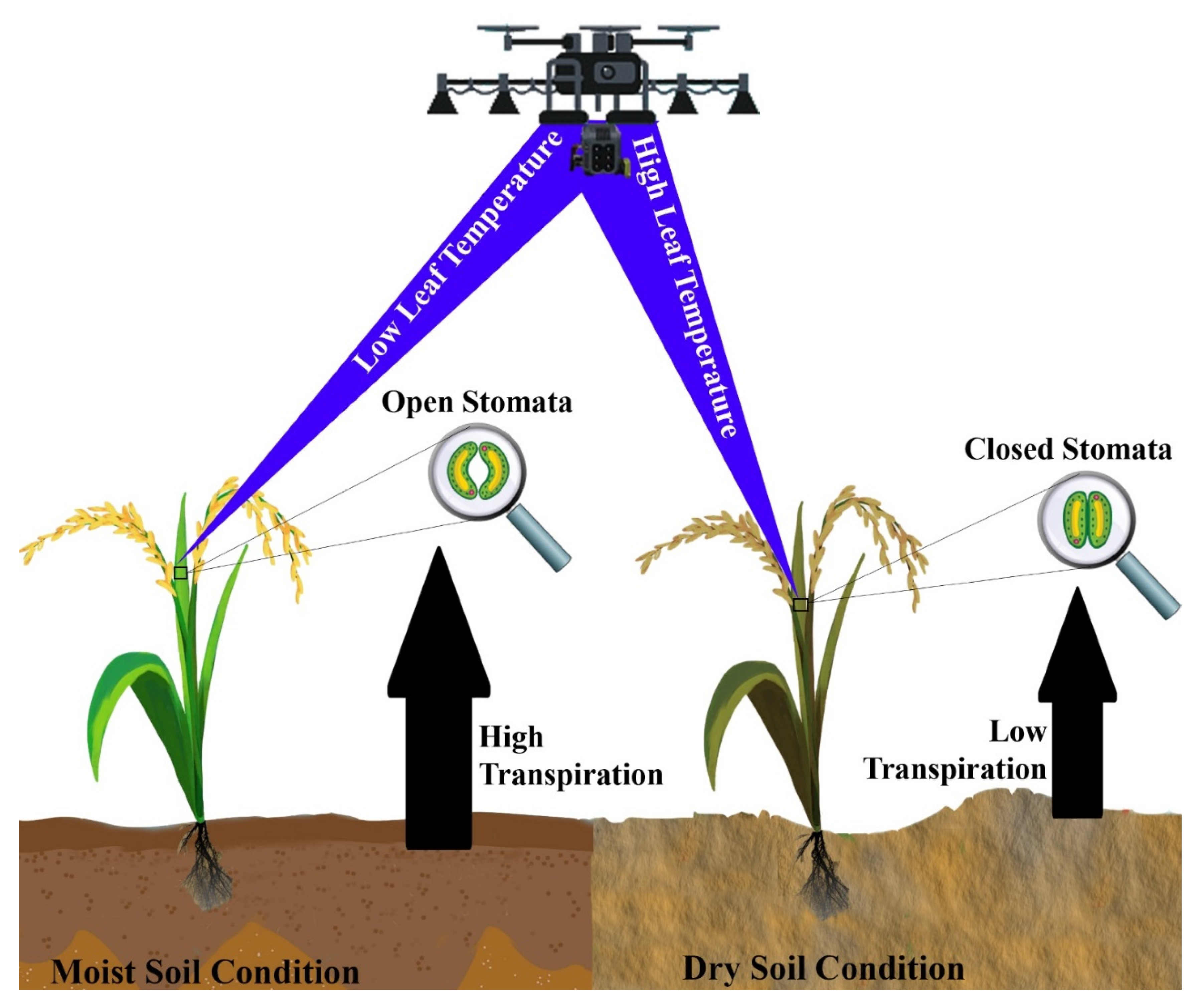 Infrared (IR) Thermometers / Plant Stress Monitors - Crop, Soil