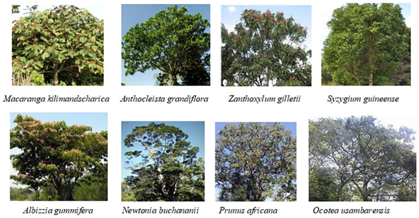 rainforest trees names