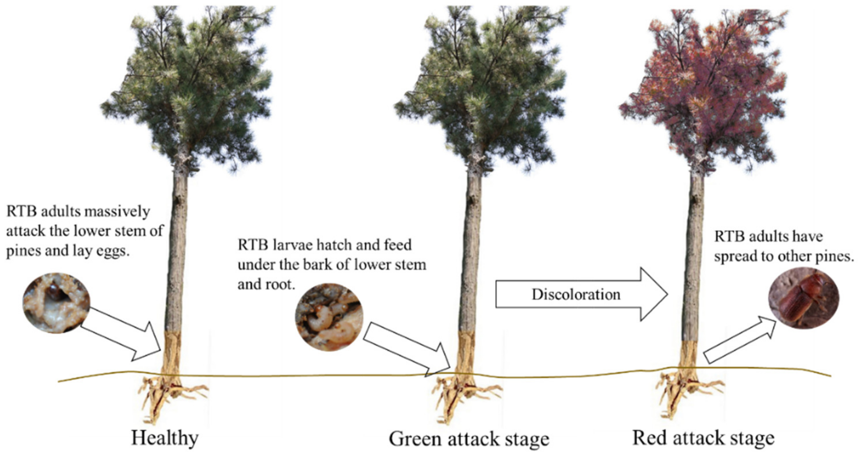 Remote Sensing | Free Full-Text | Early Detection of Dendroctonus valens  Infestation with Machine Learning Algorithms Based on Hyperspectral  Reflectance | HTML