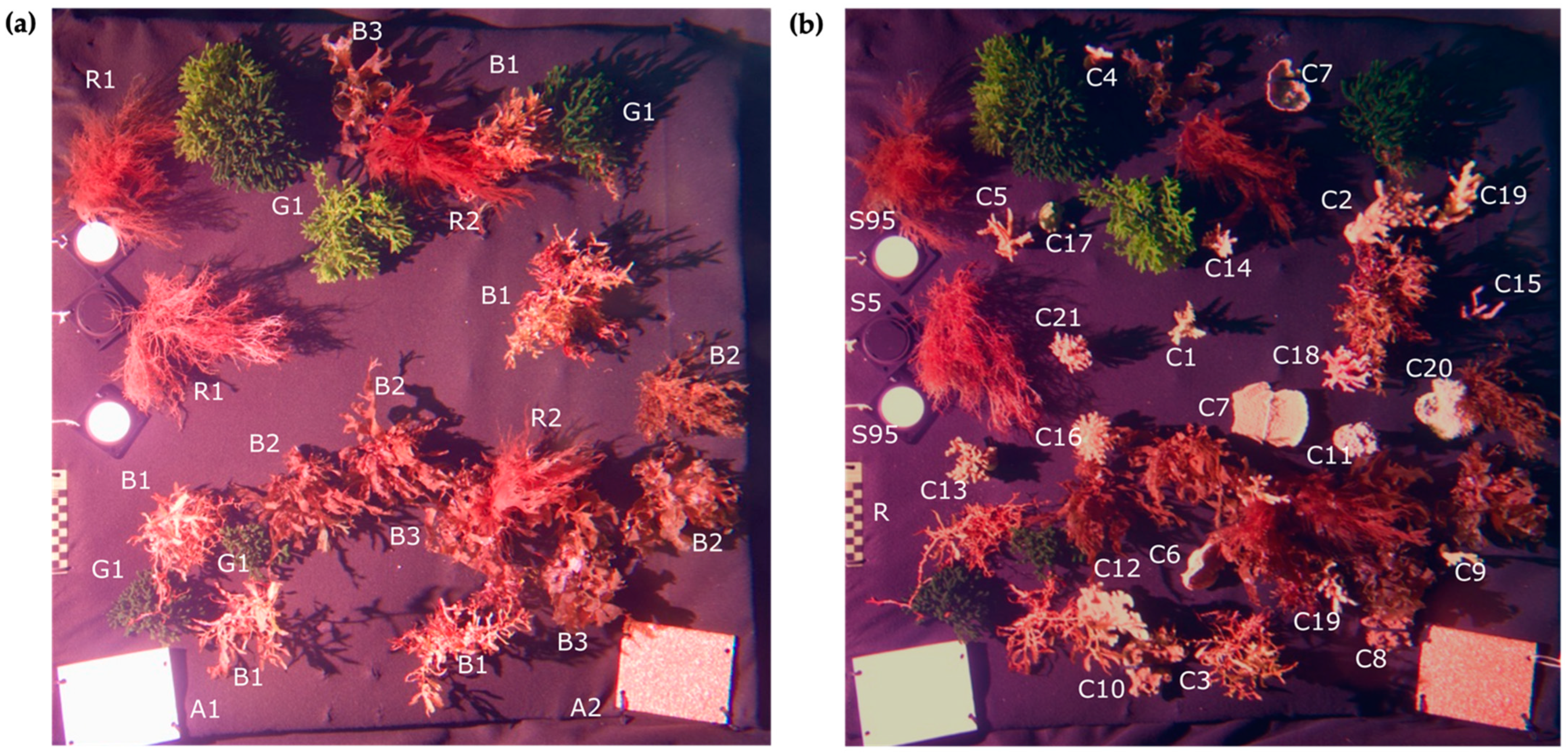 Remote Sensing | Free Full-Text | Underwater Multispectral Laser Serial  Imager for Spectral Differentiation of Macroalgal and Coral Substrates