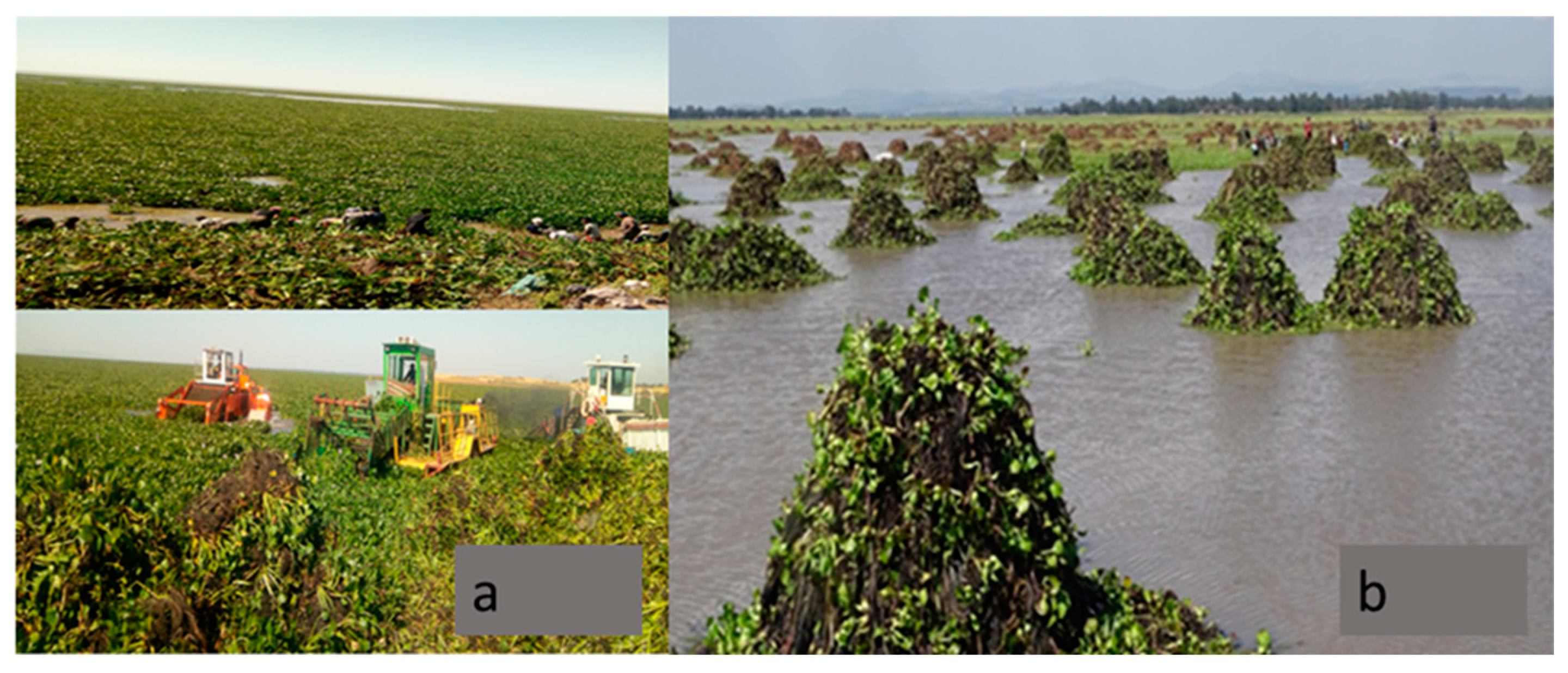 Remote Sensing | Free Full-Text | Water Quality and Water Hyacinth  Monitoring with the Sentinel-2A/B Satellites in Lake Tana (Ethiopia)