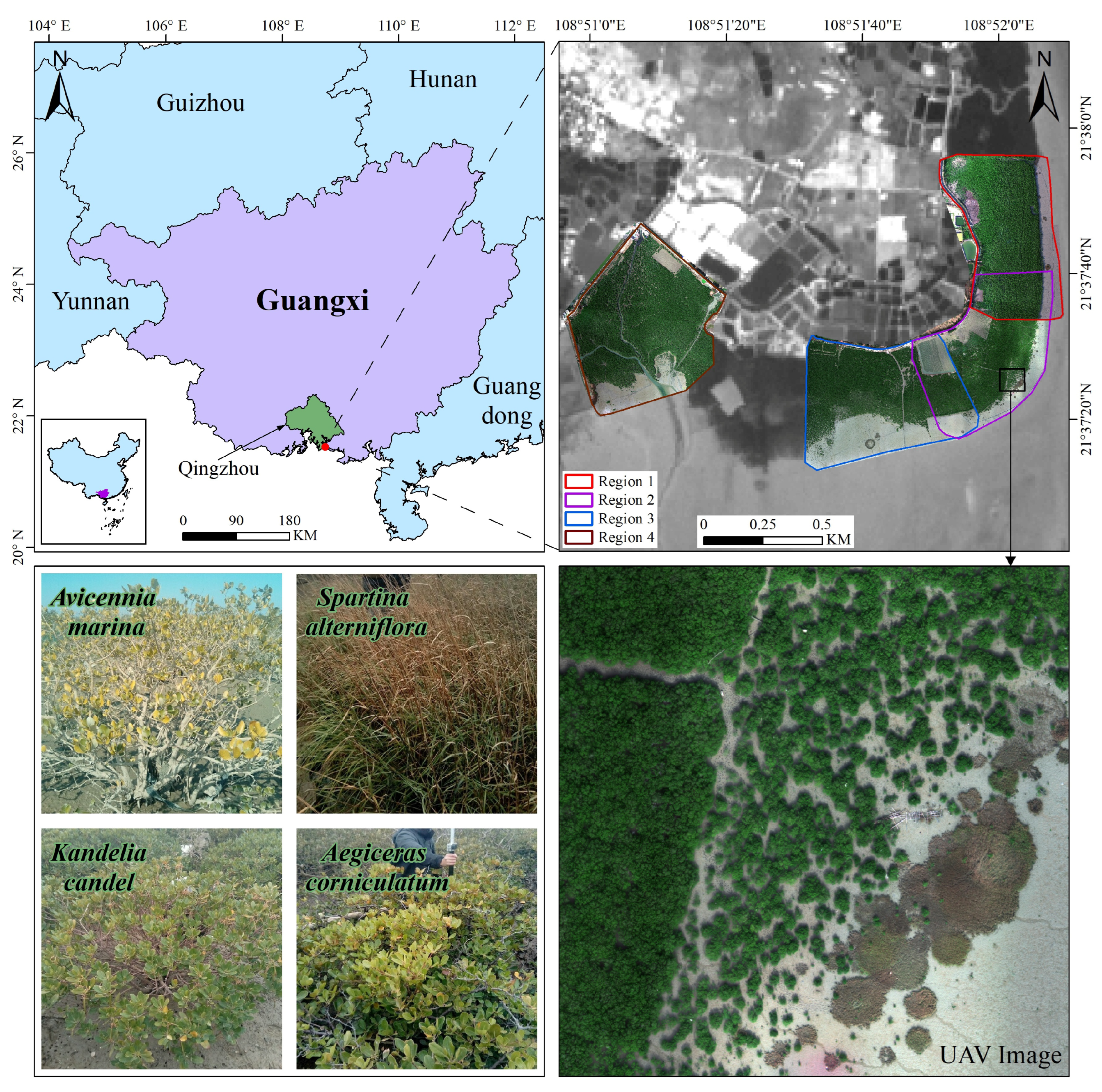 Remote Sensing | Free Full-Text | Comparison of Different Transfer Learning  Methods for Classification of Mangrove Communities Using MCCUNet and UAV  Multispectral Images