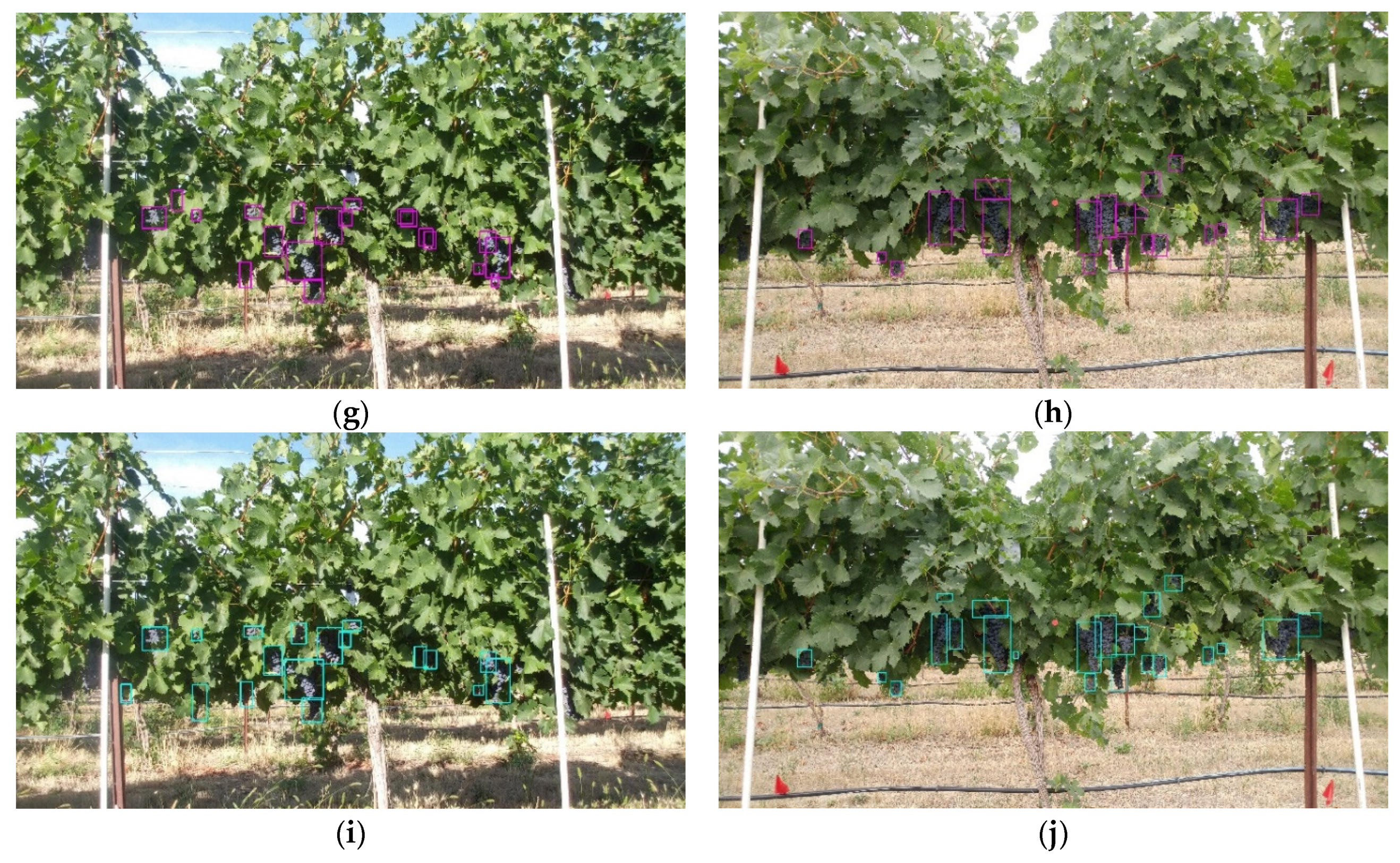 California green seedless grapes outperforming reds