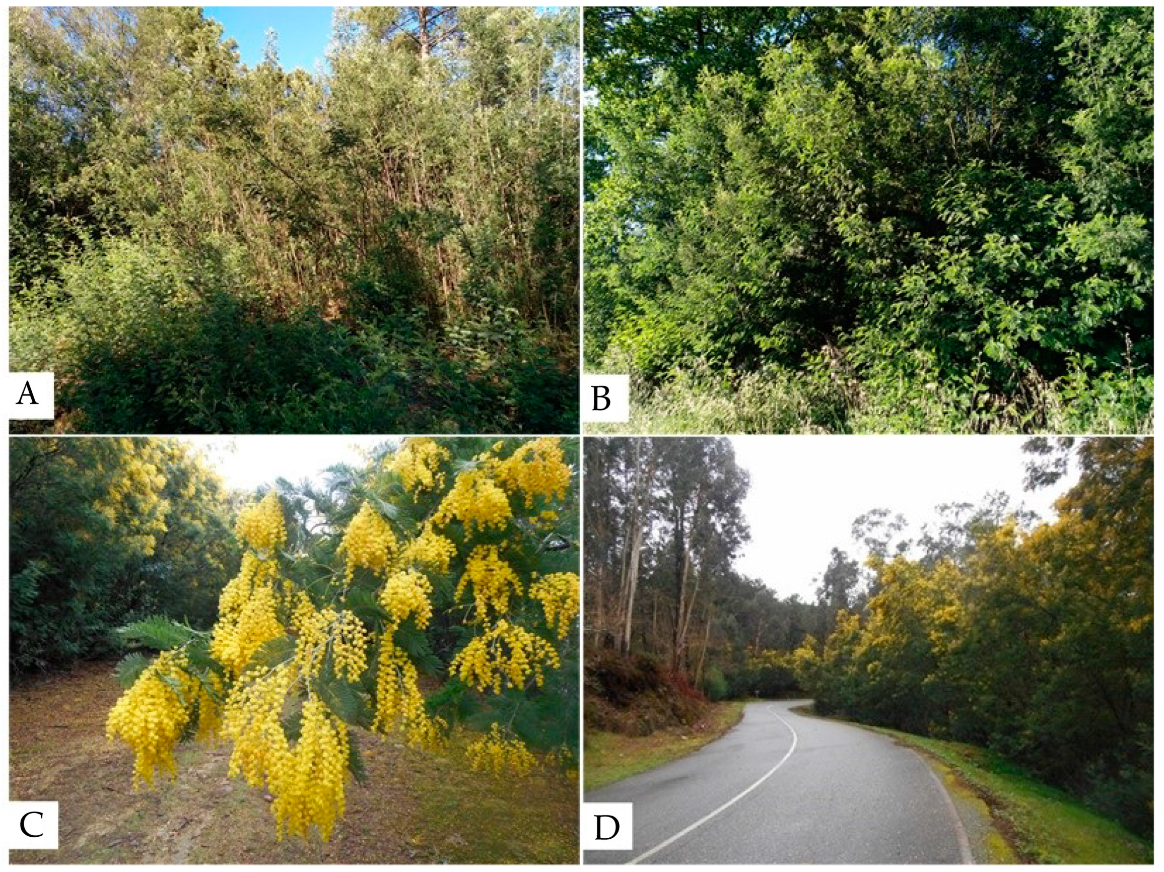 Remote Sensing | Free Full-Text | Assessing the Efficacy of Phenological  Spectral Differences to Detect Invasive Alien Acacia dealbata Using  Sentinel-2 Data in Southern Europe