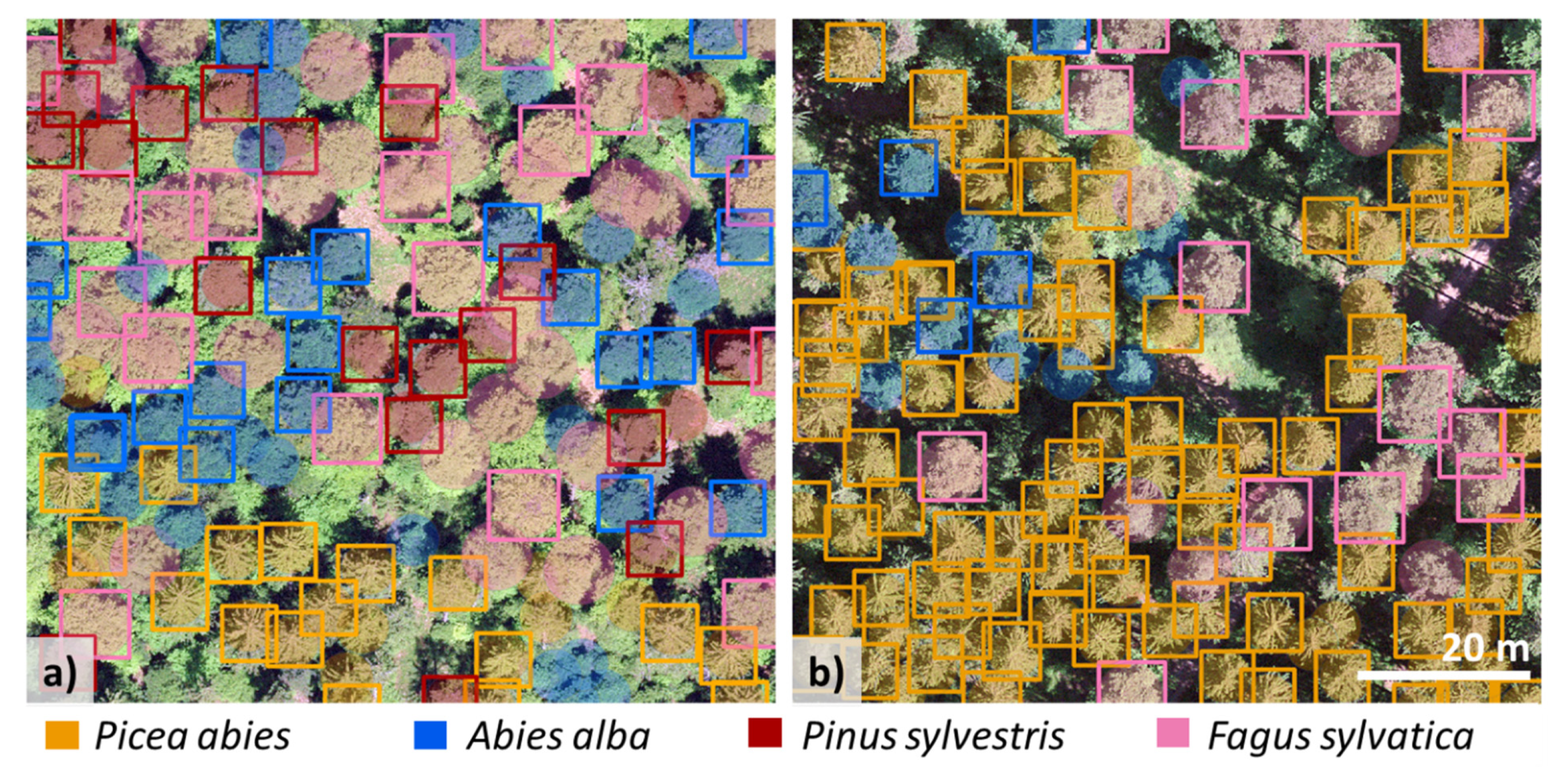 Remote Sensing | Free Full-Text | Individual Tree-Crown Detection and  Species Identification in Heterogeneous Forests Using Aerial RGB Imagery  and Deep Learning