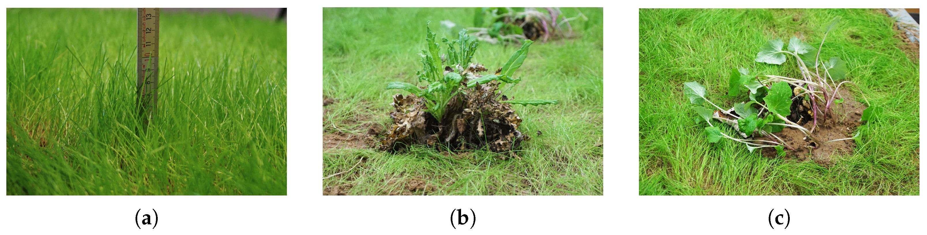 Remotesensing 16 01011 g010