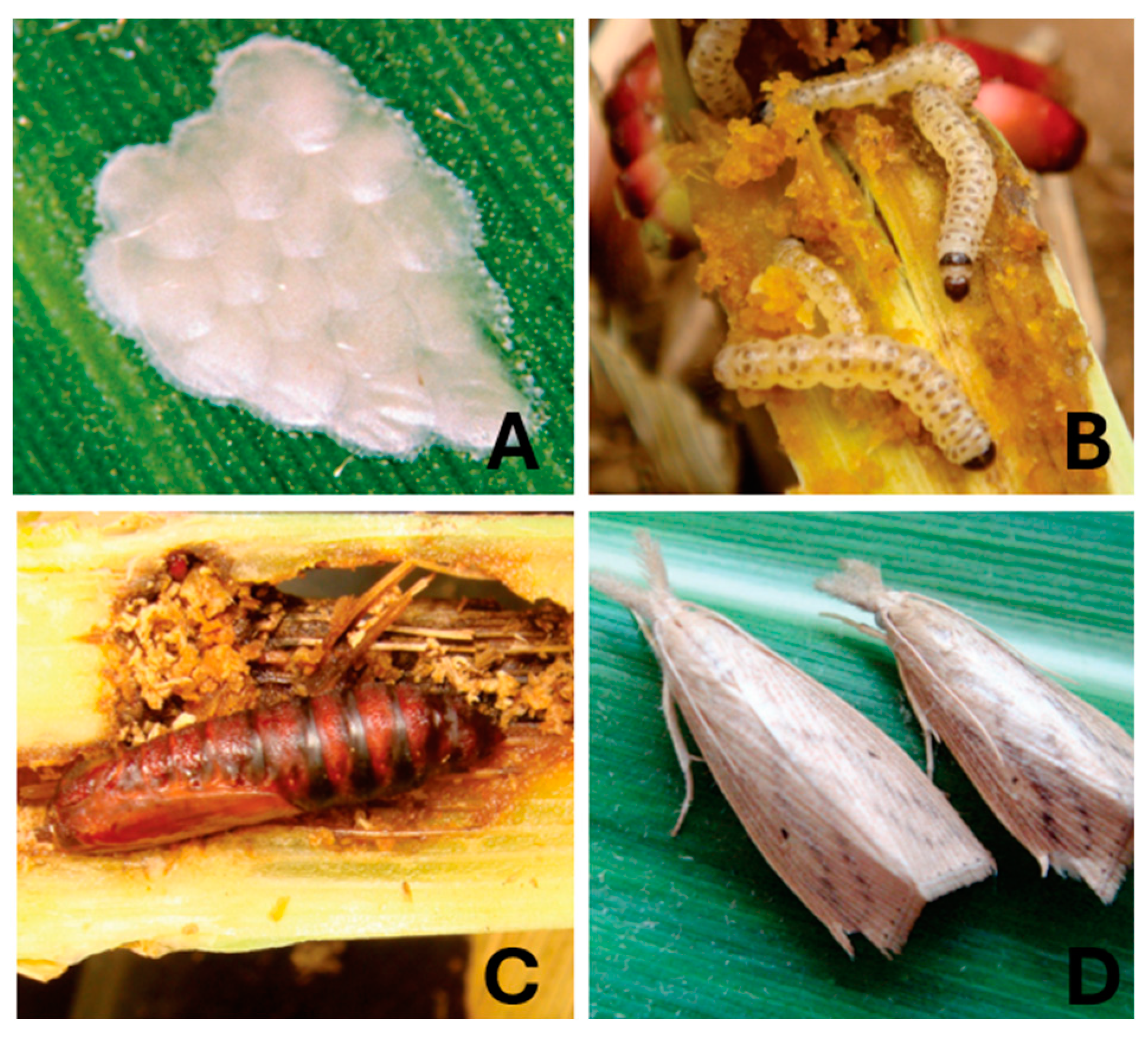 Remotesensing 16 02693 g001