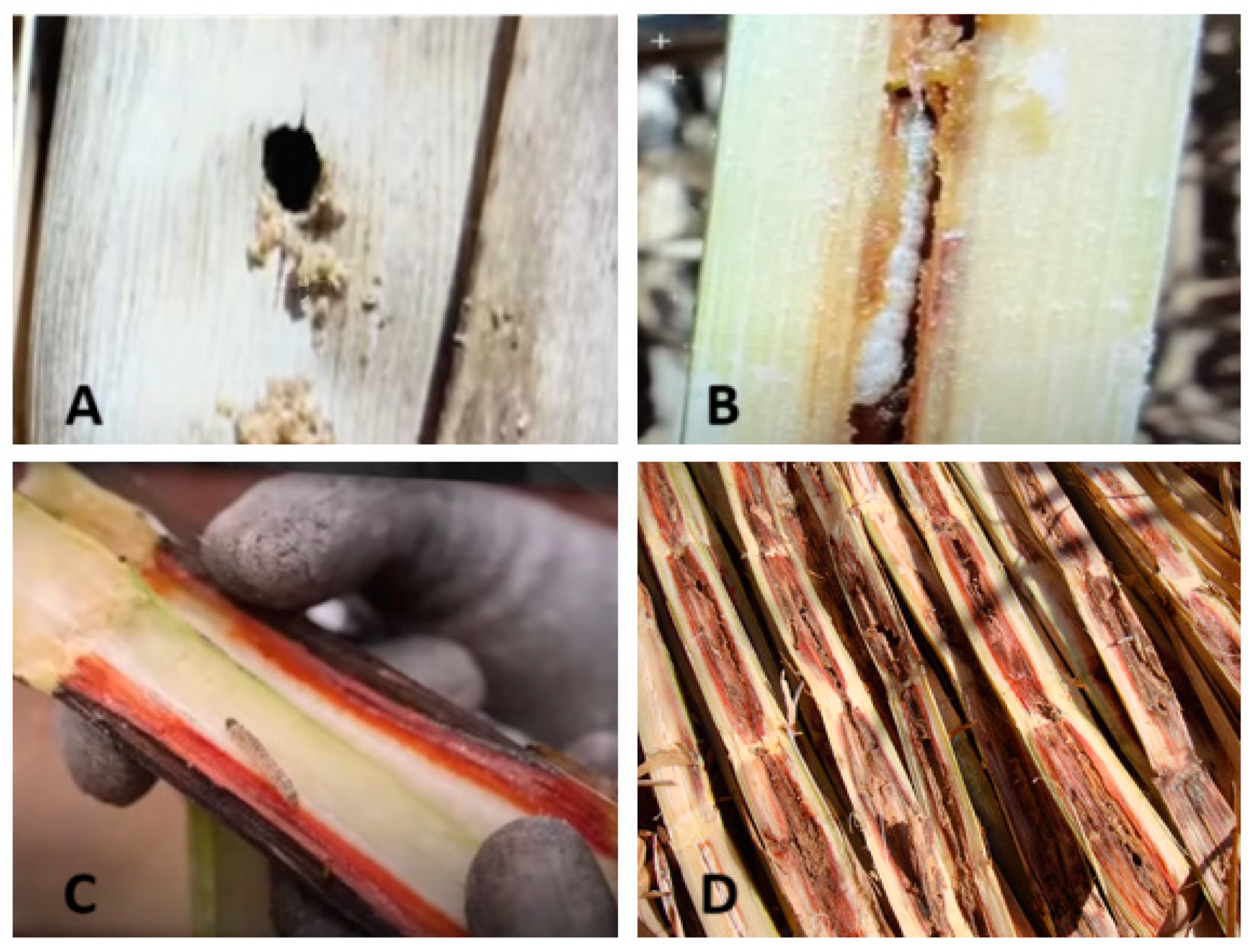 Remotesensing 16 02693 g002