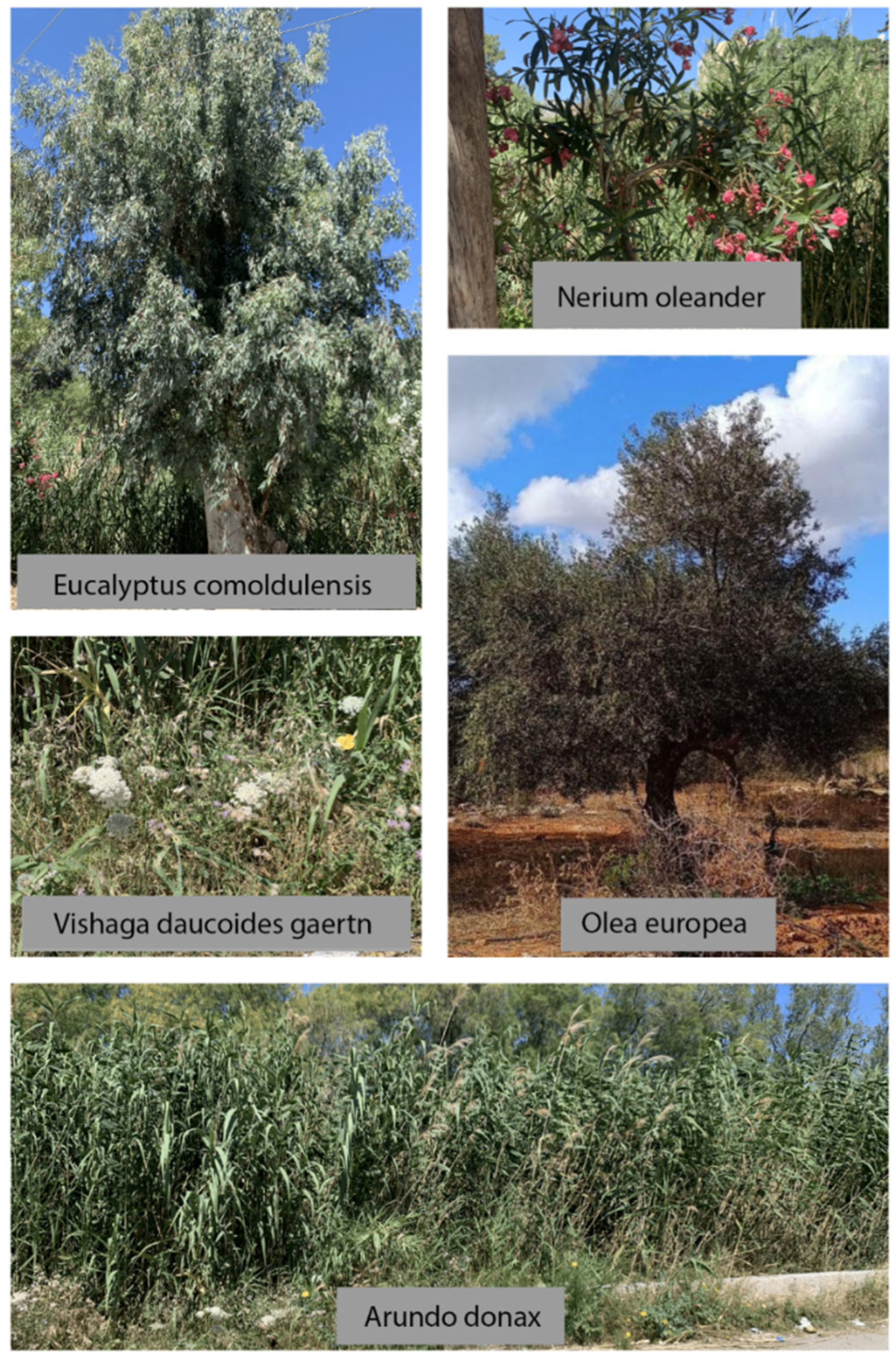 Remotesensing 17 01532 g005