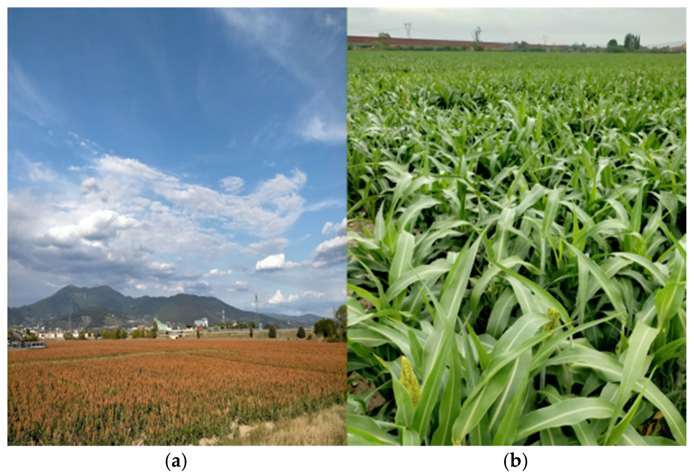 Remotesensing 17 01591 g001