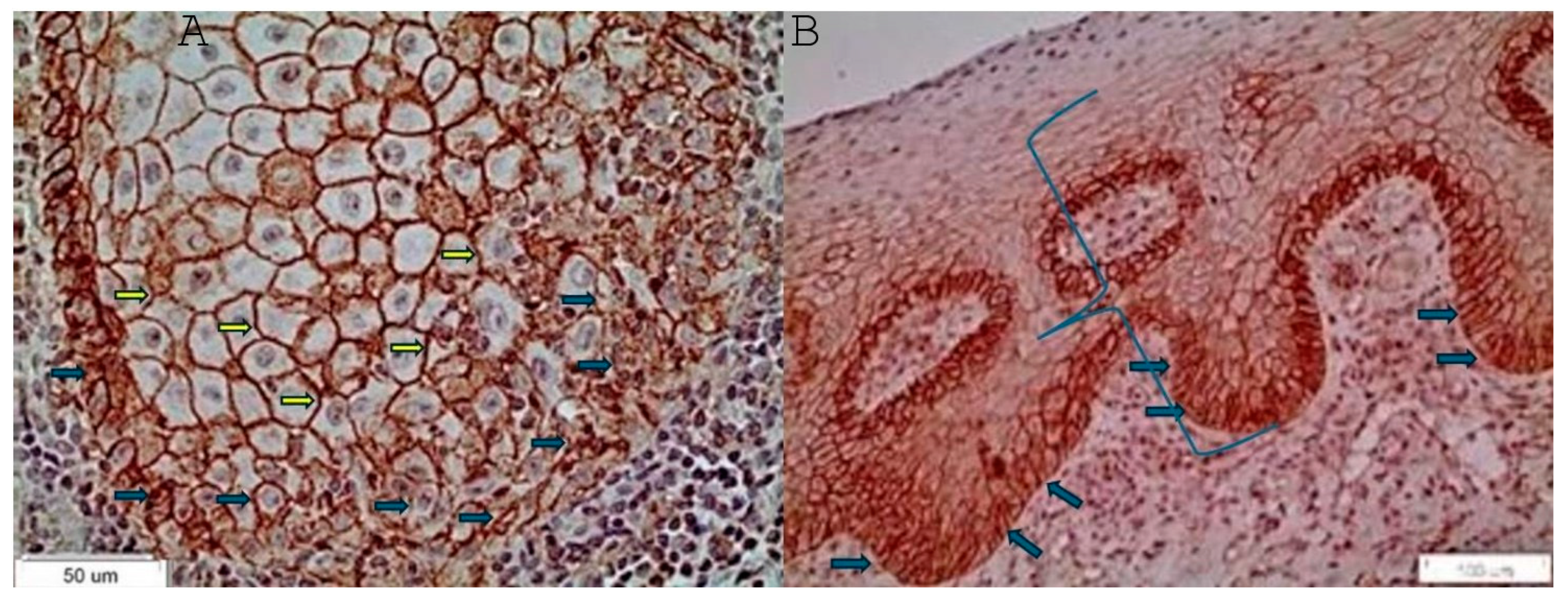 Reports 07 00077 g003