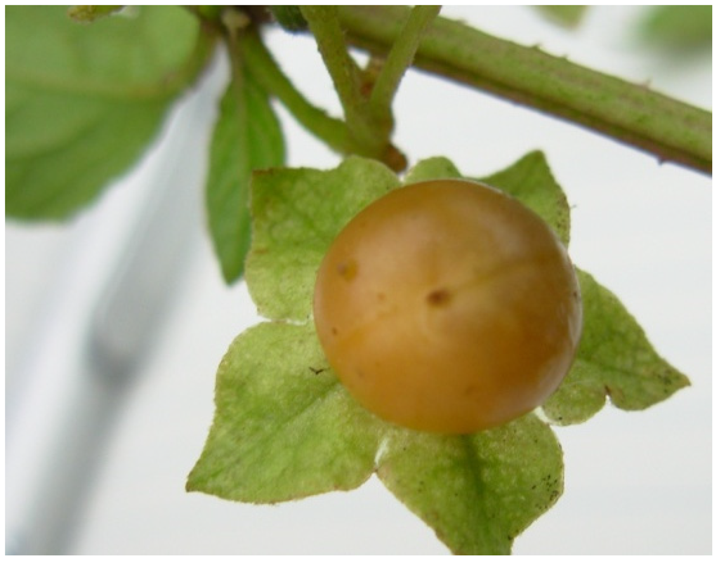 Solanum sisymbriifolium Lam., Arrebenta-cavalo (World flora) - Pl