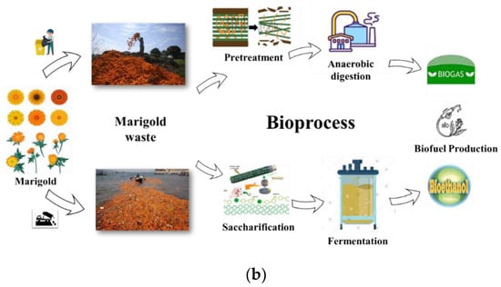 Resources | Free Full-Text | Valorizations of Marigold Waste for High ...