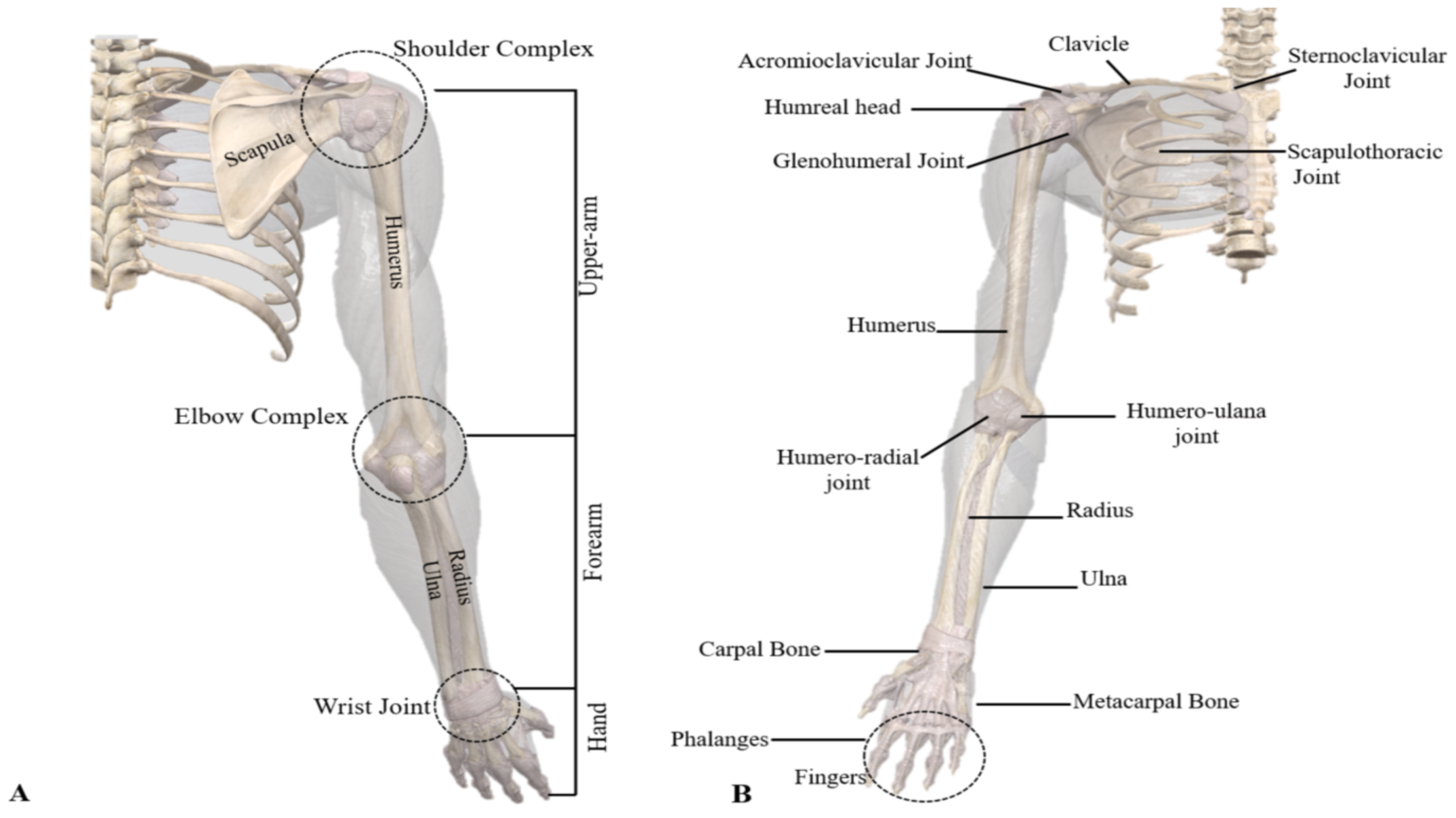 Body Anatomy: Upper Extremity Bones