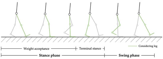 The gait cycle has two phases: about 60-percent stance phase and