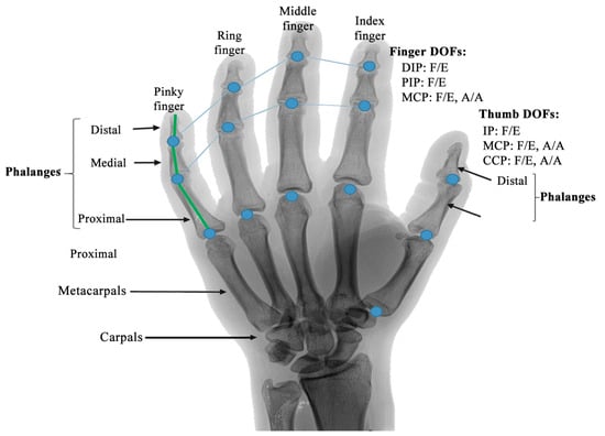 Microprocessor Hooks and Hands - R. J. Rosenberg Orthopedic Lab, Inc.