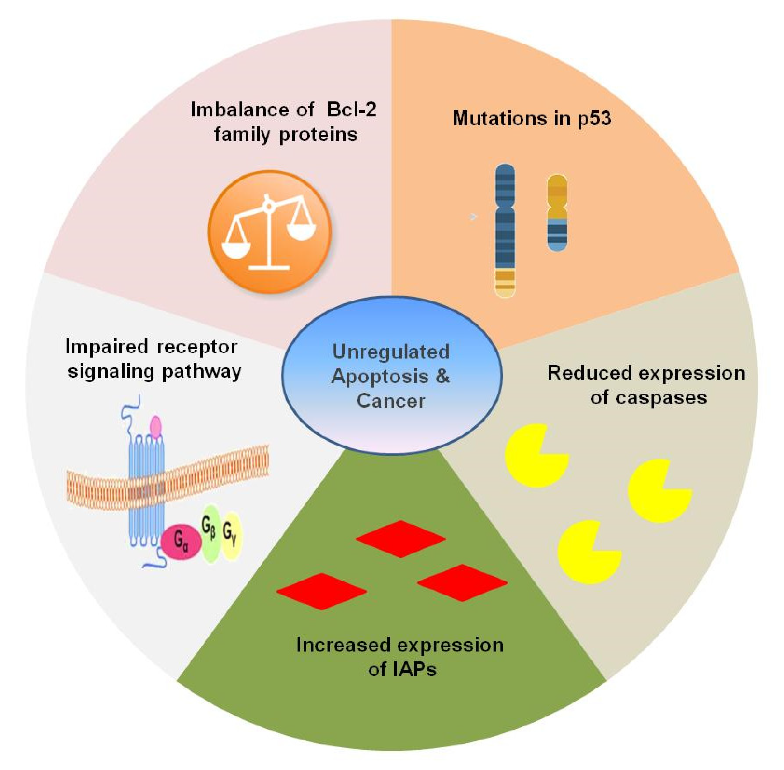 Sci | Free Full-Text | Apoptosis and Pharmacological Therapies for ...