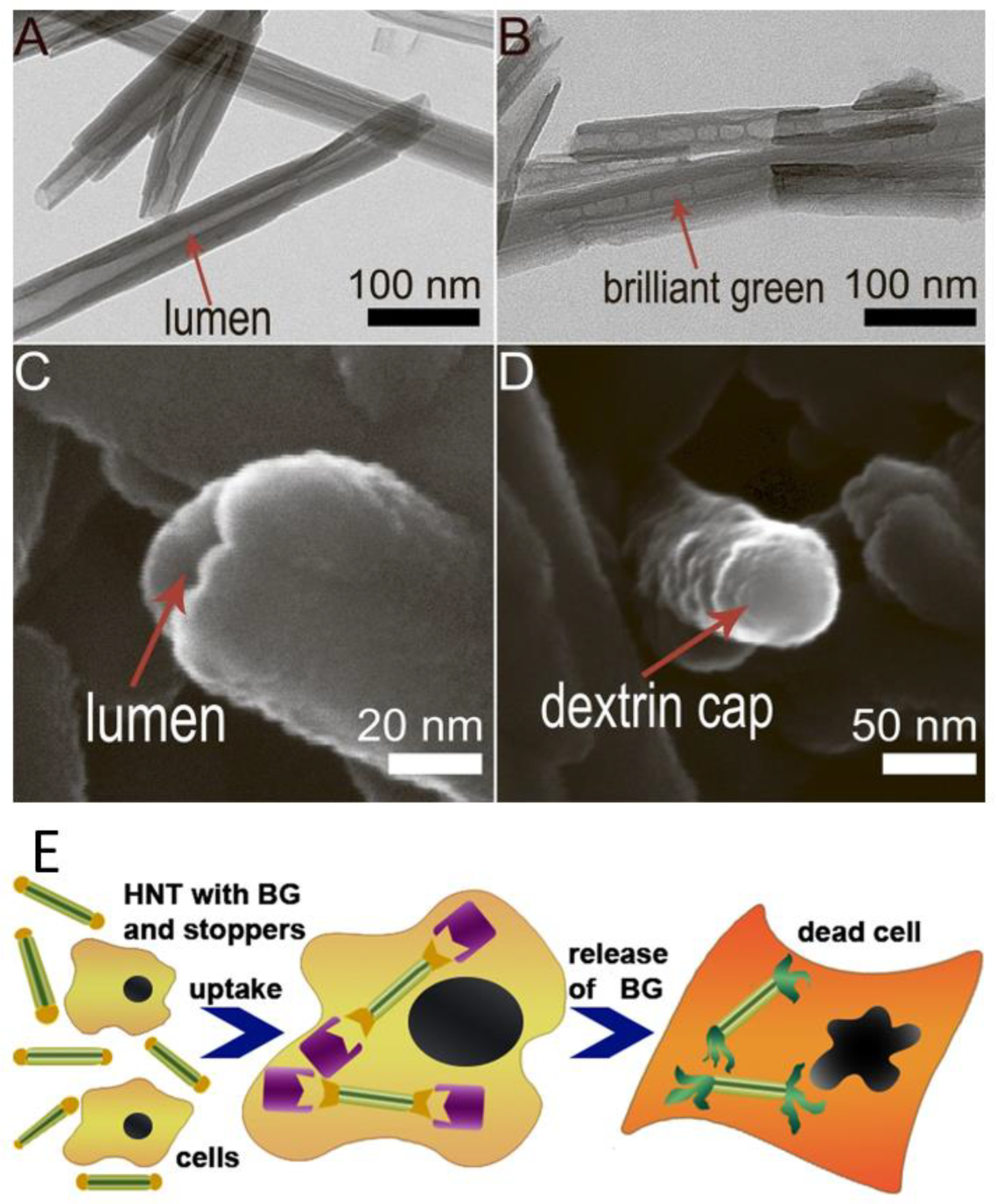Scipharm 92 00028 g008 Scipharm 92 00028 g008