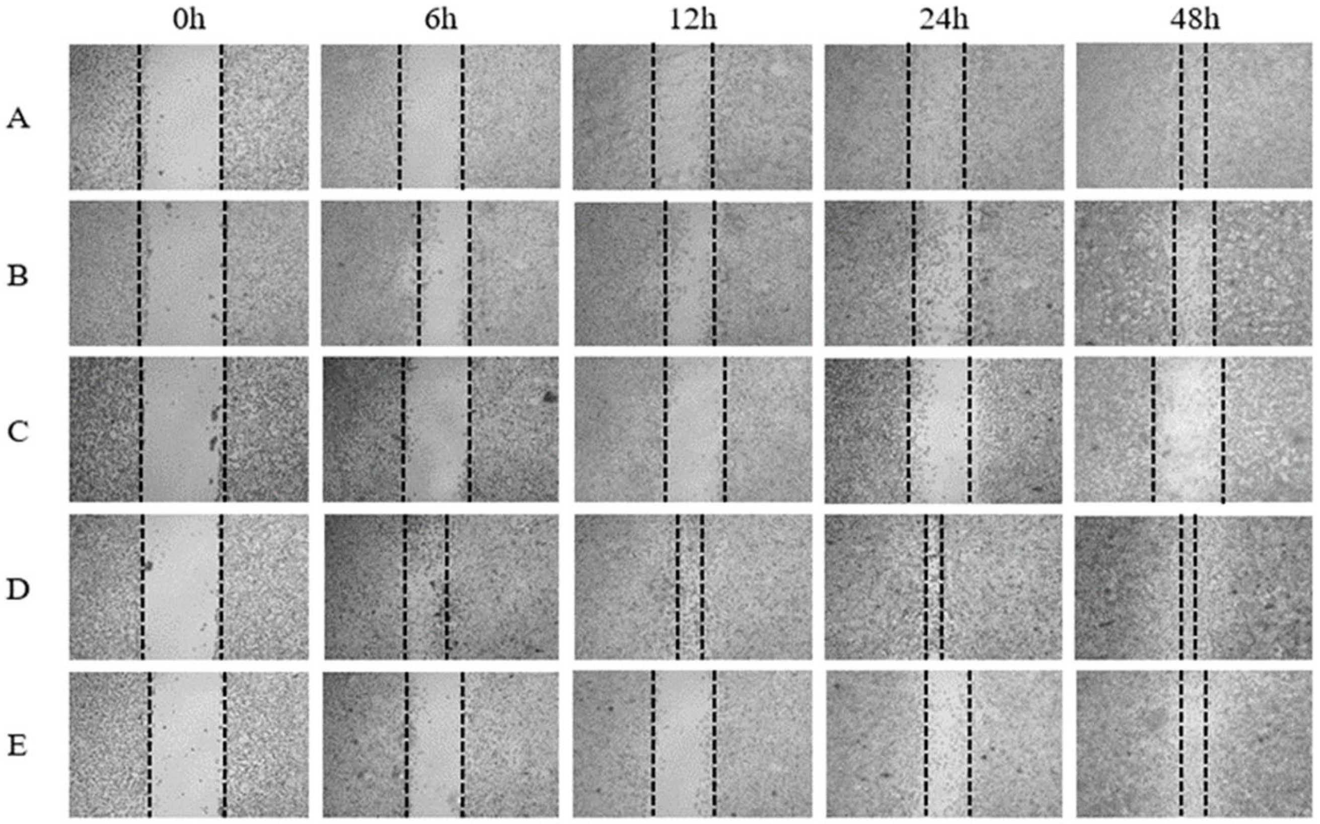 Scipharm 92 00041 g007