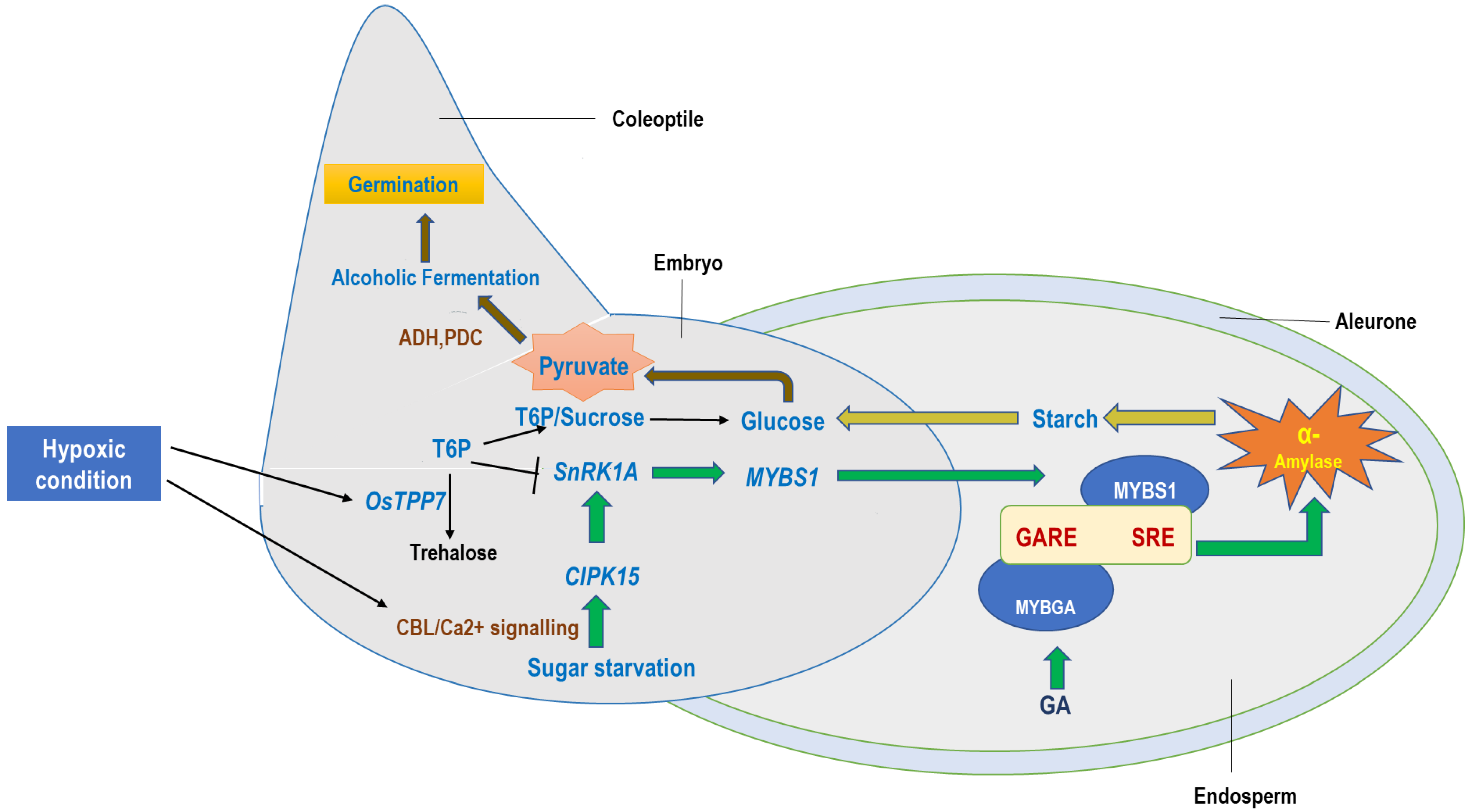 Seeds 02 00019 g002 Seeds 02 00019 g002