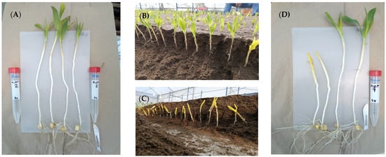 Seeds | Free Full-Text | Genetic Parameters in Mesocotyl Elongation and ...