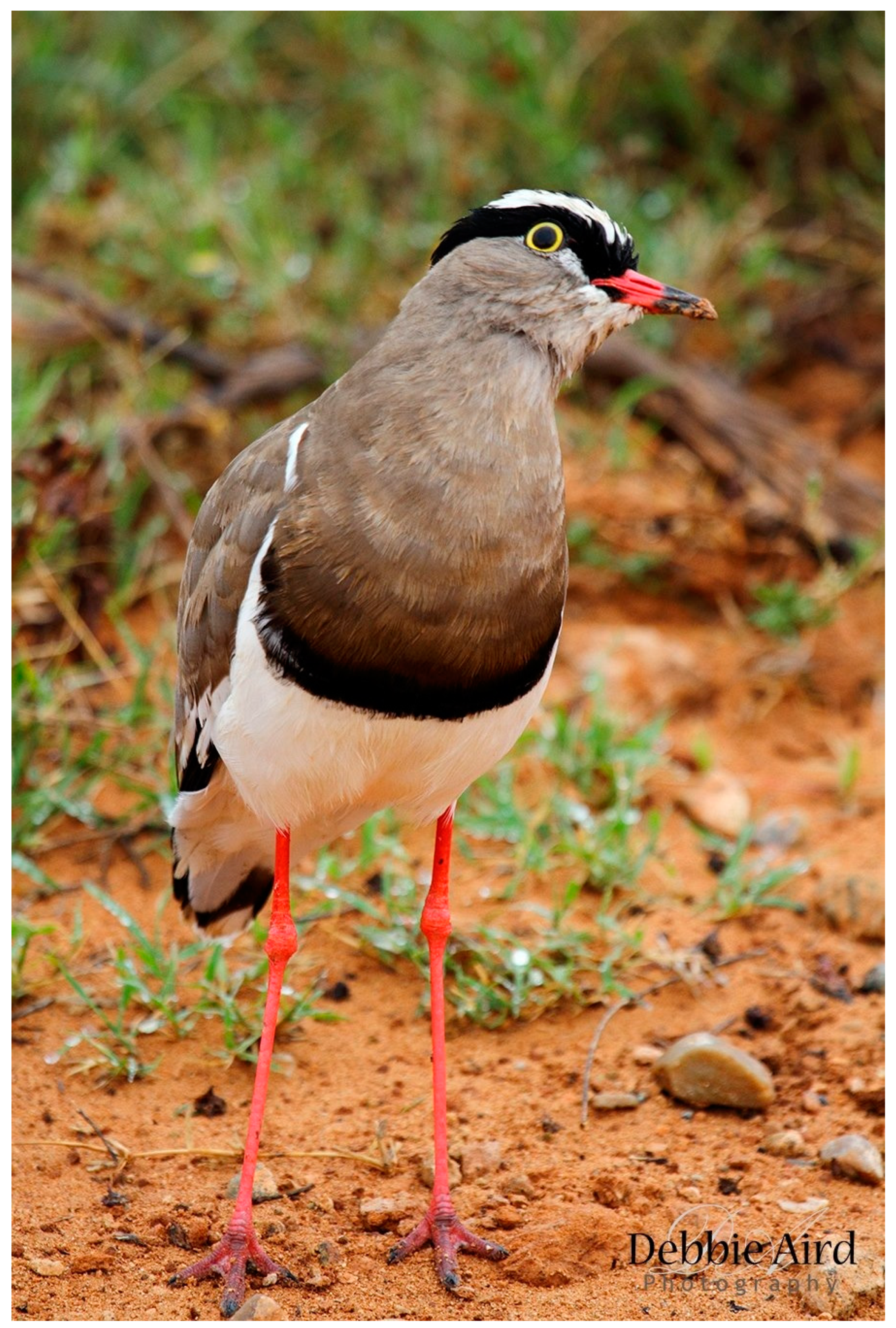 Seeds 03 00034 g002 Seeds 03 00034 g002