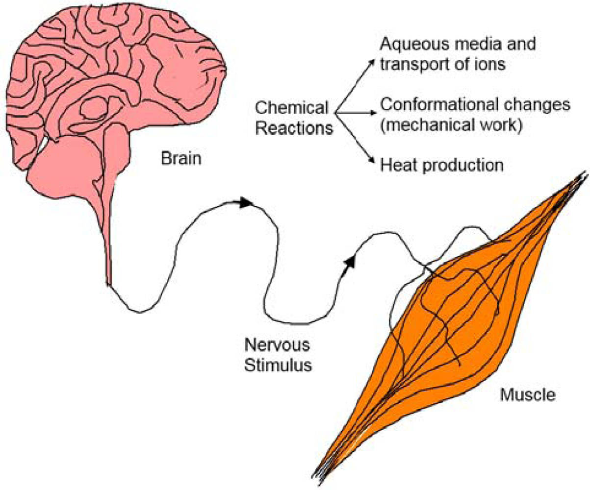 Sensors Free Full Text Sensing and Tactile Artificial Muscles