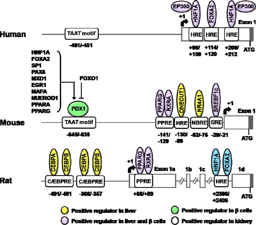 Hyperinsulinism in an individual with an EP300 variant of