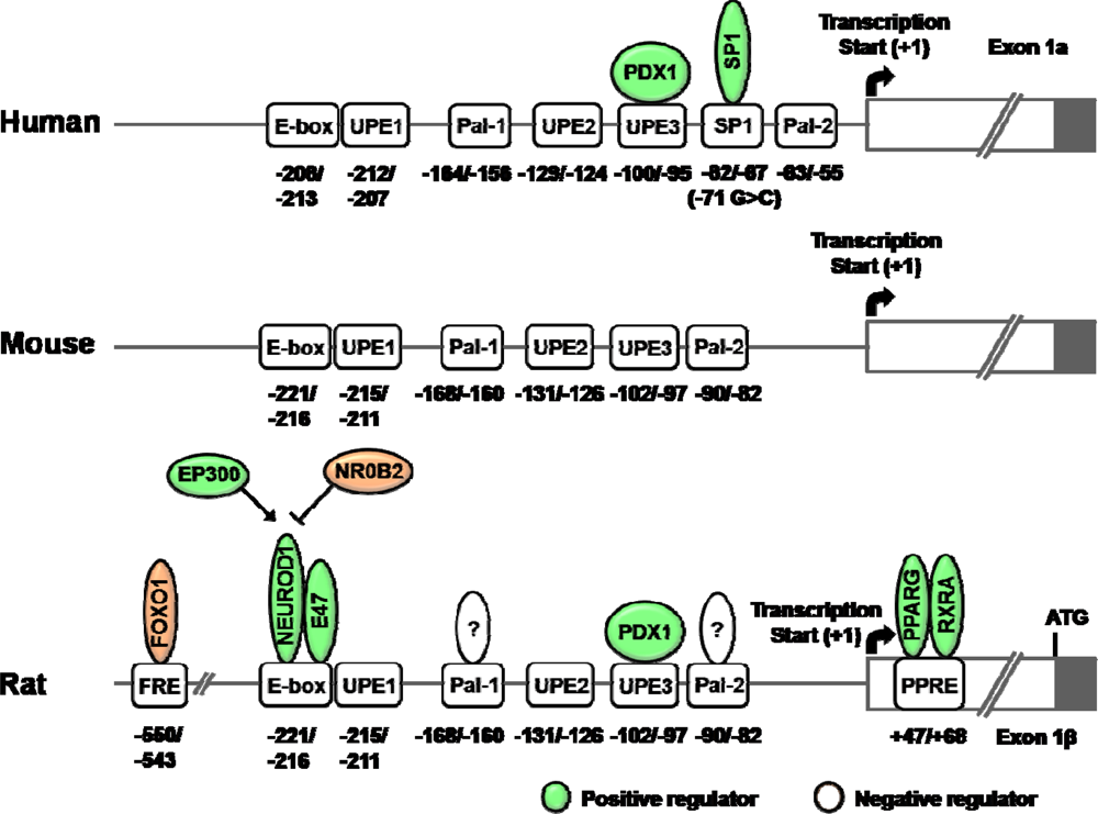 Hyperinsulinism in an individual with an EP300 variant of