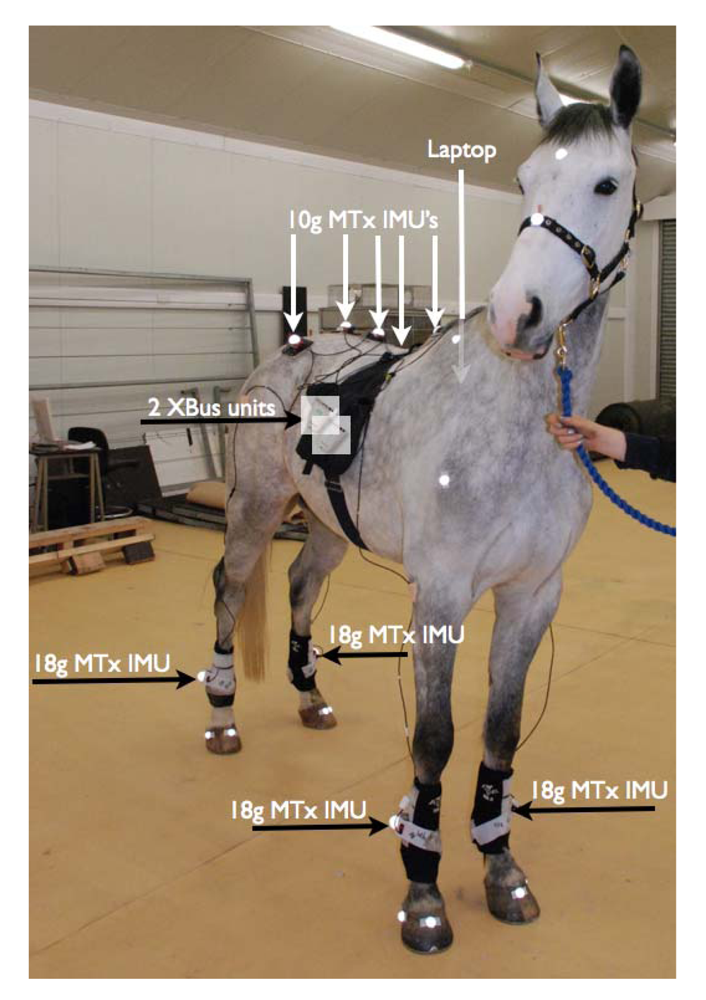 Sensors | Free Full-Text | Accuracy and Precision of Equine Gait ...