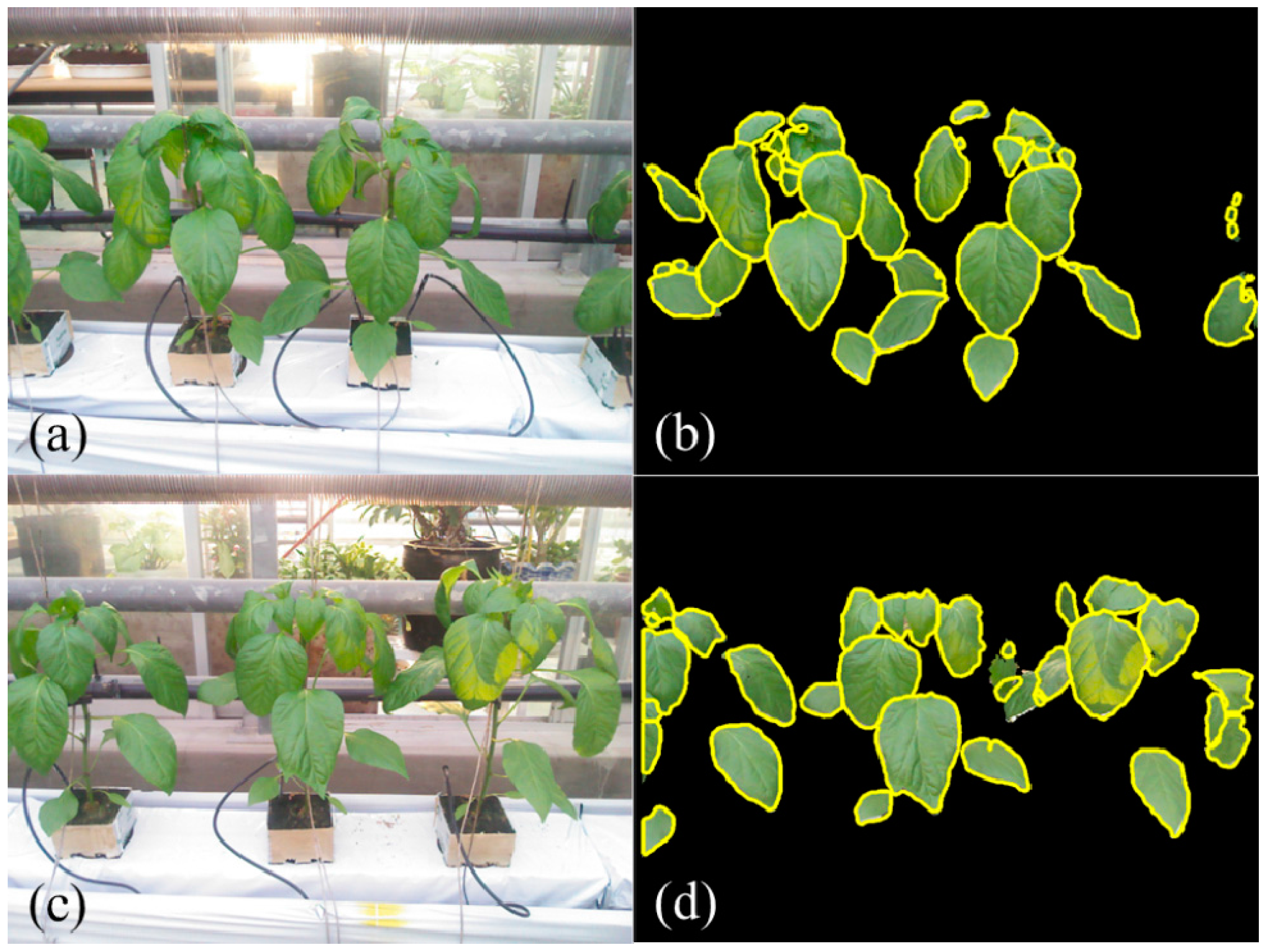 Sensors | Free Full-Text | In Situ 3D Segmentation of Individual Plant