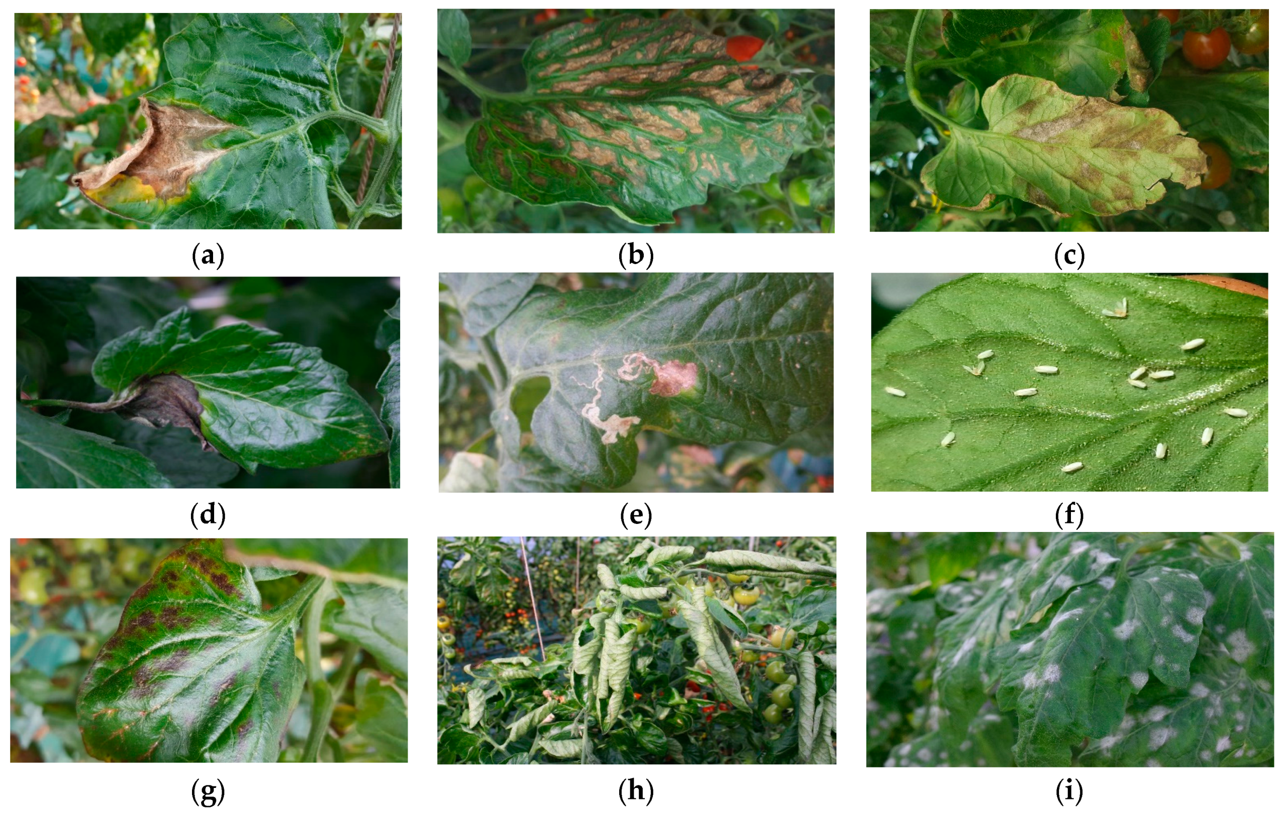определение болезней растений по фото