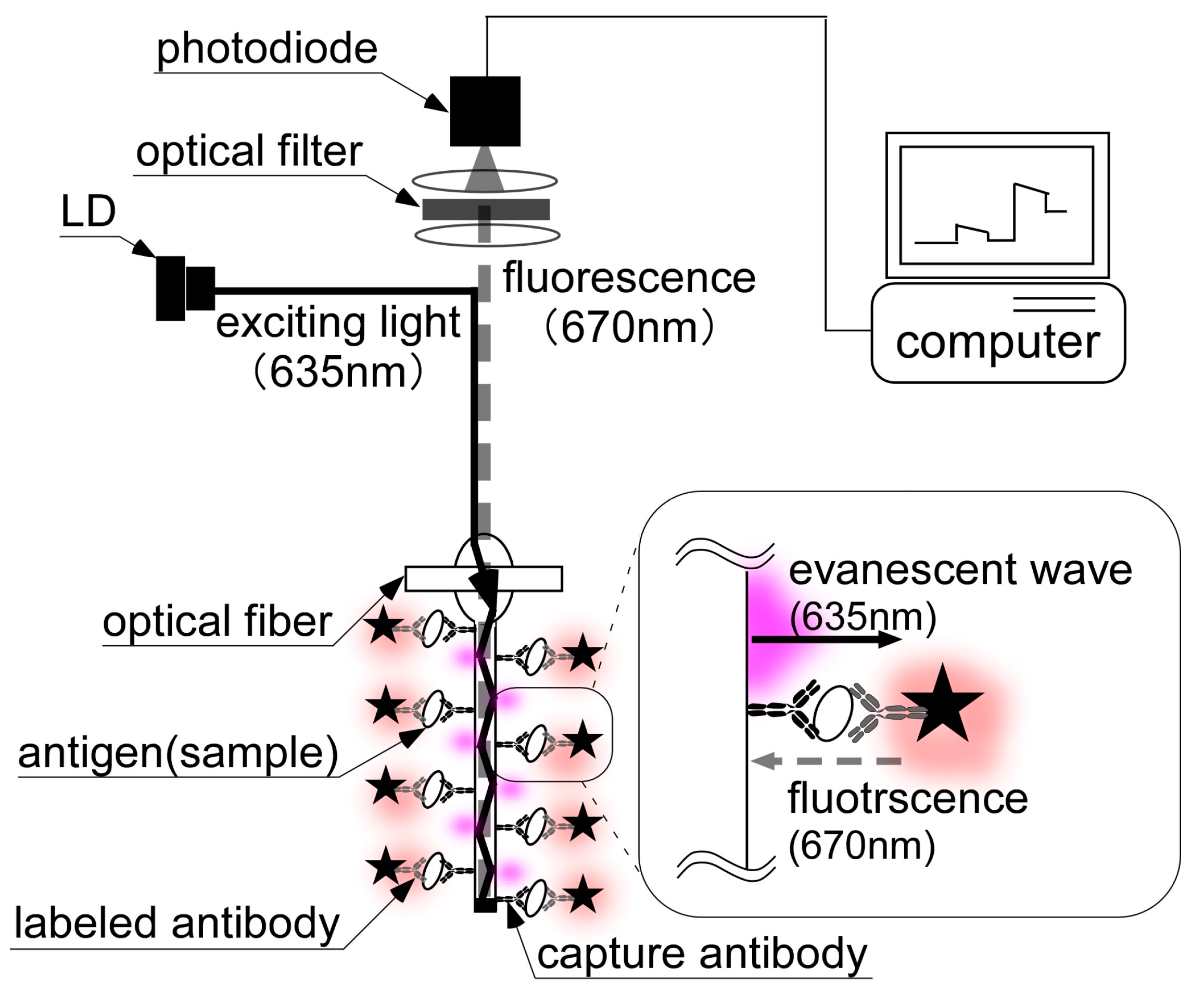 Sensors Free Full Text Repetitive Immunosensor With A Fiber Optic Device And Antibody Coated Magnetic Beads For Semi Continuous Monitoring Of Escherichia Coli O157 H7 Html