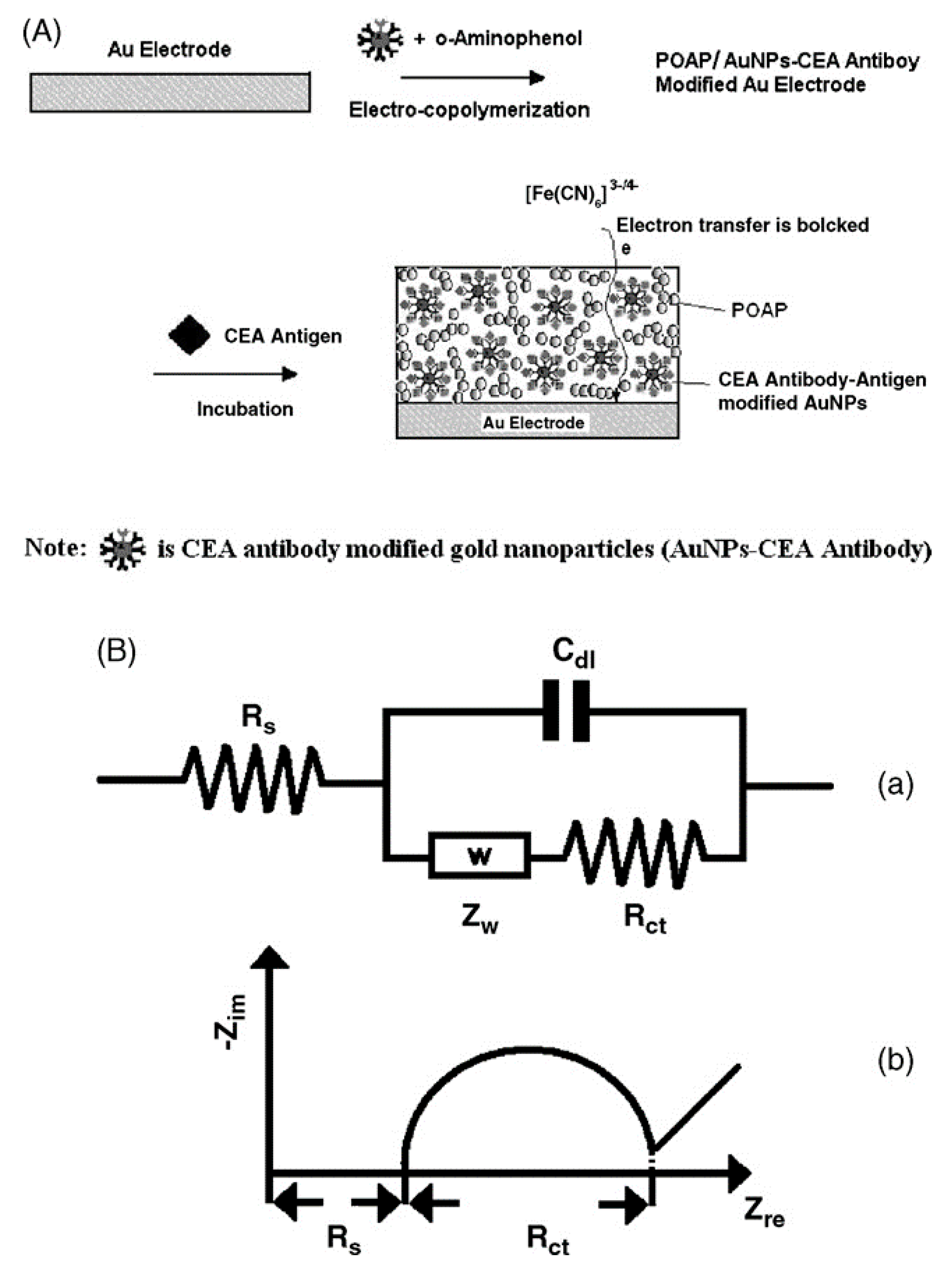 Sensors Free Full Text Disease Related Detection With Electrochemical Biosensors A Review Html