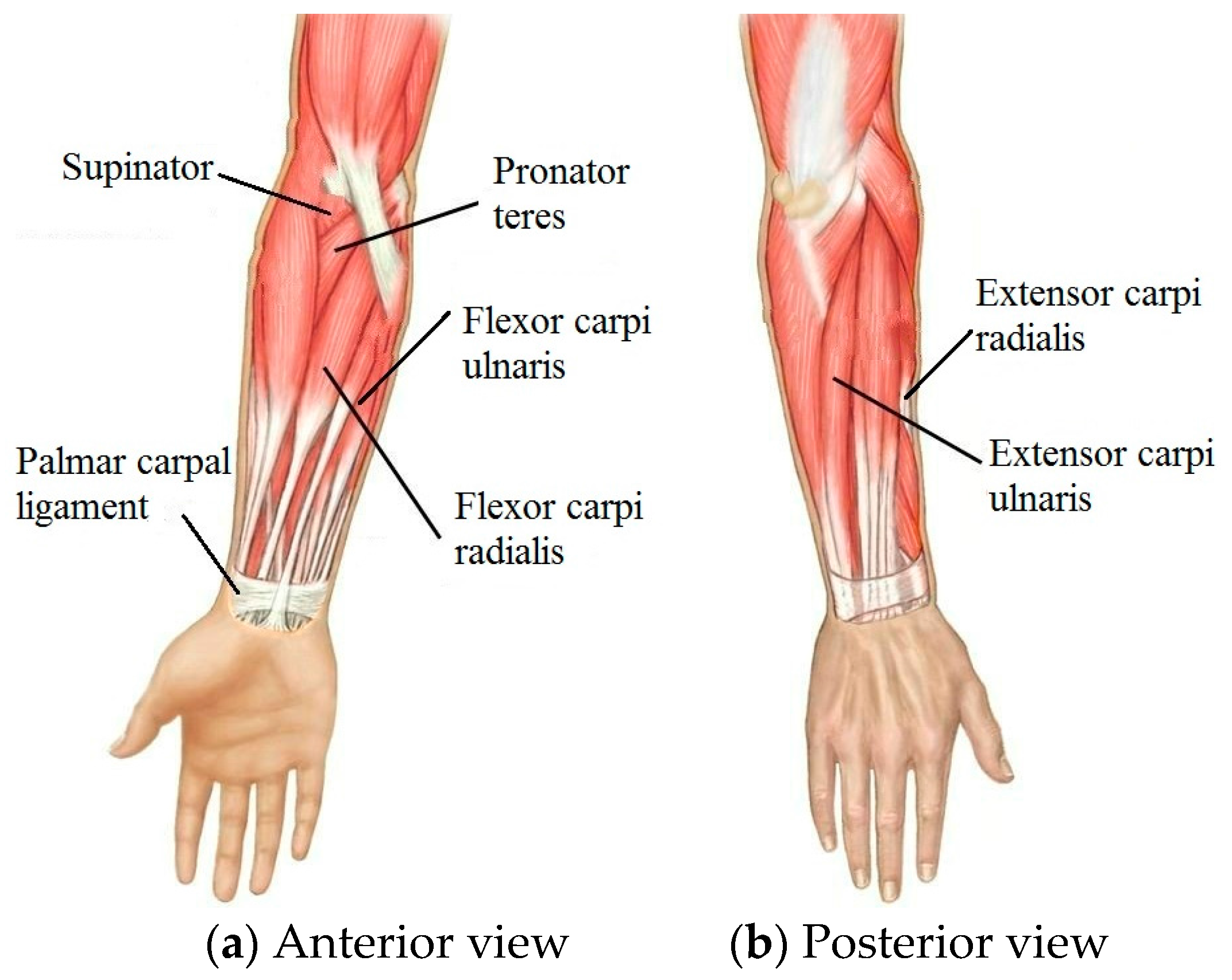 Extensor tendon of the forearm