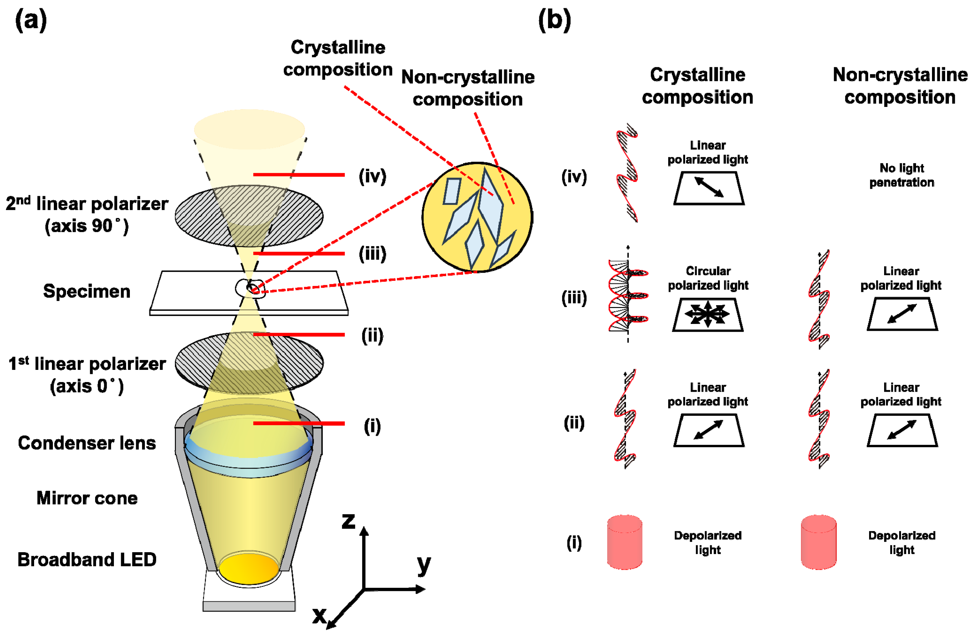 Sensors | Free Full-Text | High-Contrast Imaging of Cholesterol Crystals in  Rabbit Arteries Ex Vivo Using LED-Based Polarization Microscopy