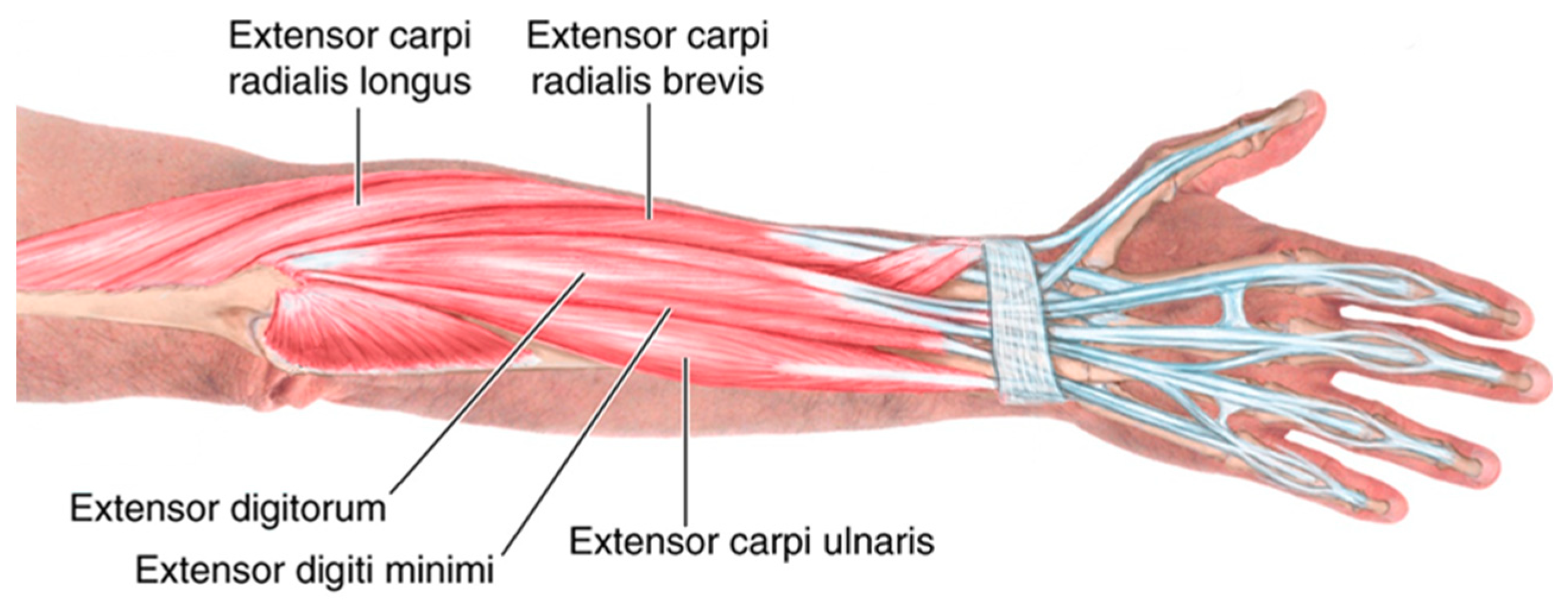 Extensor tendon of the forearm