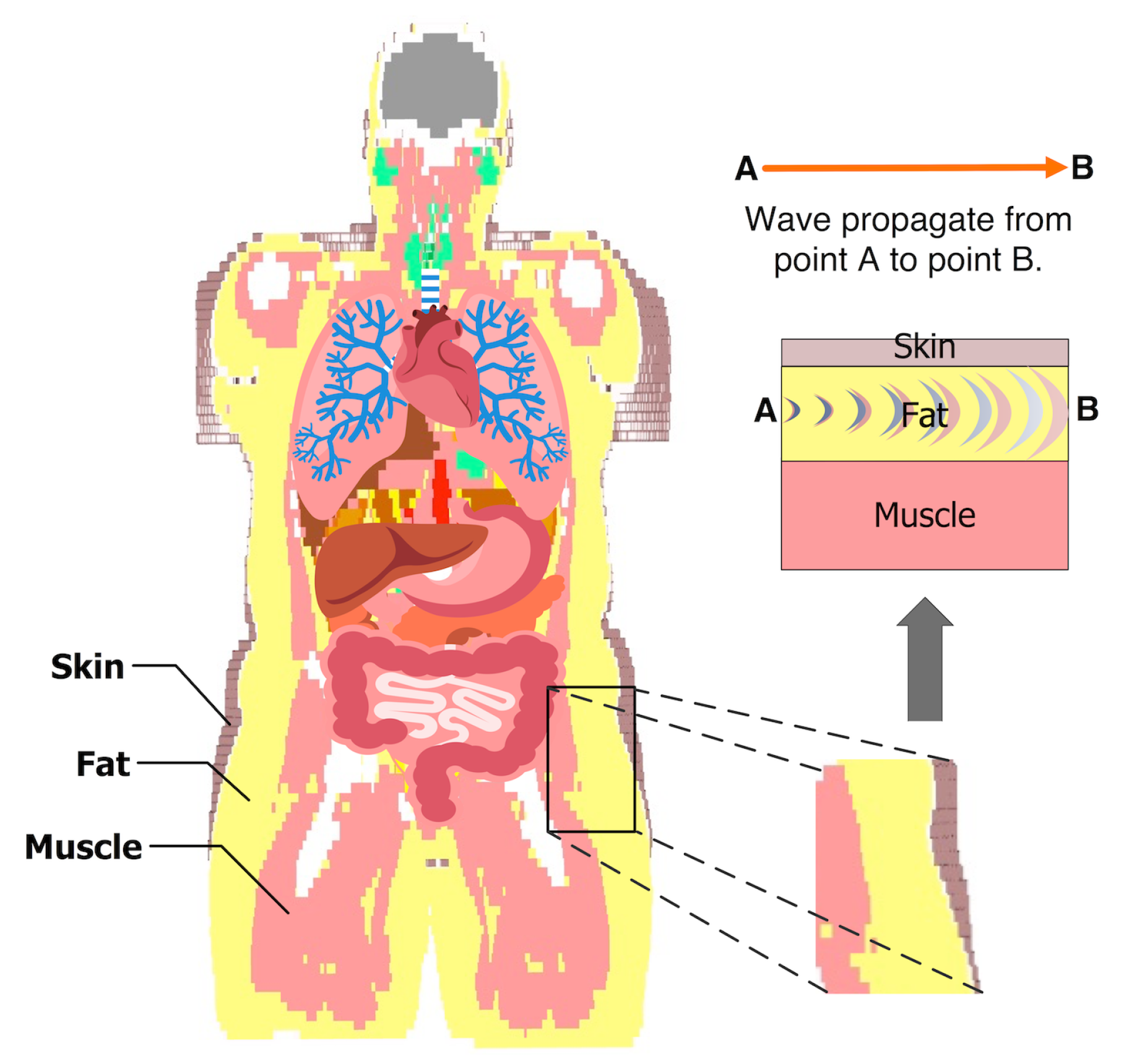 Скин точка. Витальные органы это. Fat Tissue on Organs.