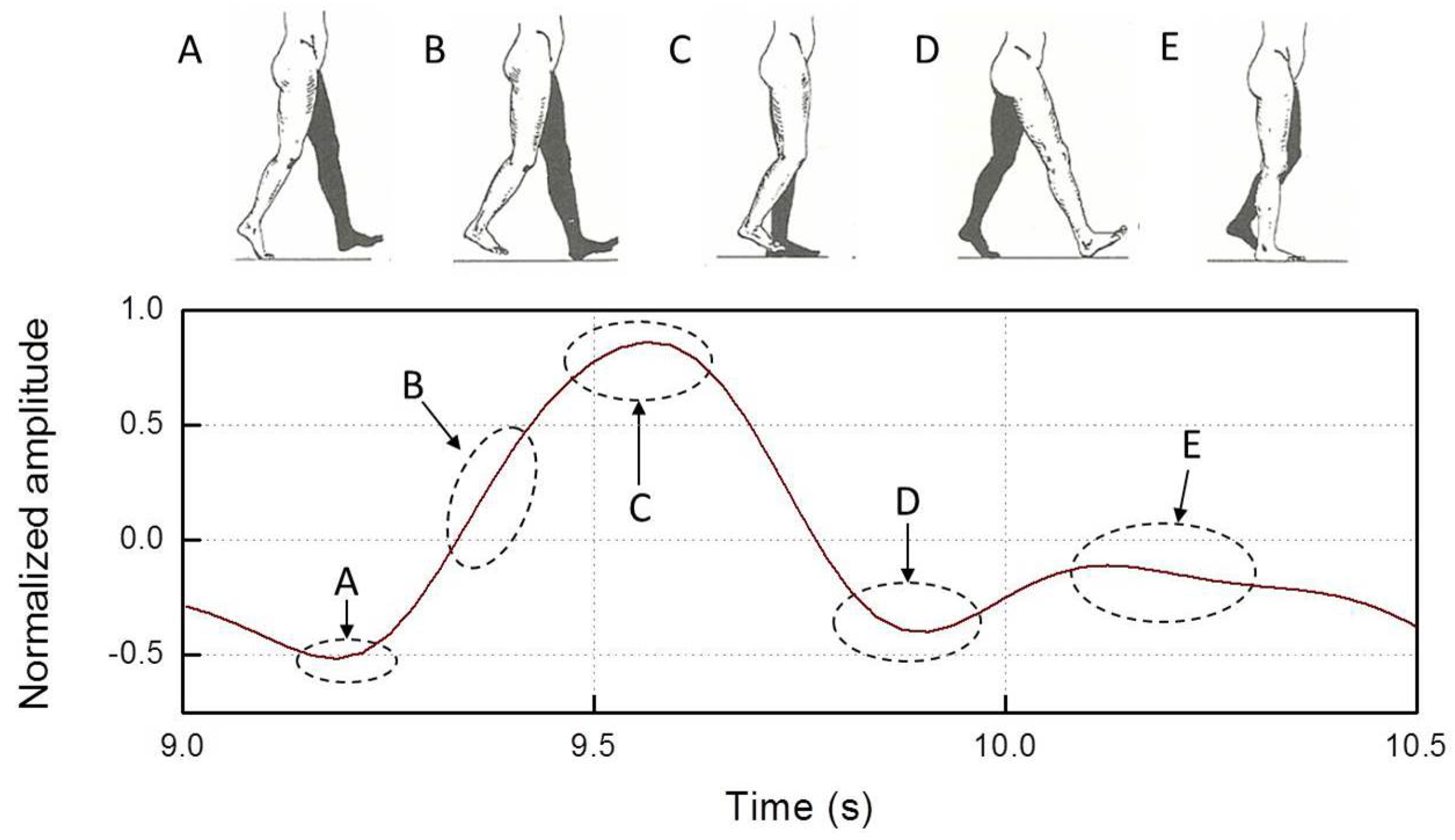 Figure 5. Willow gait.