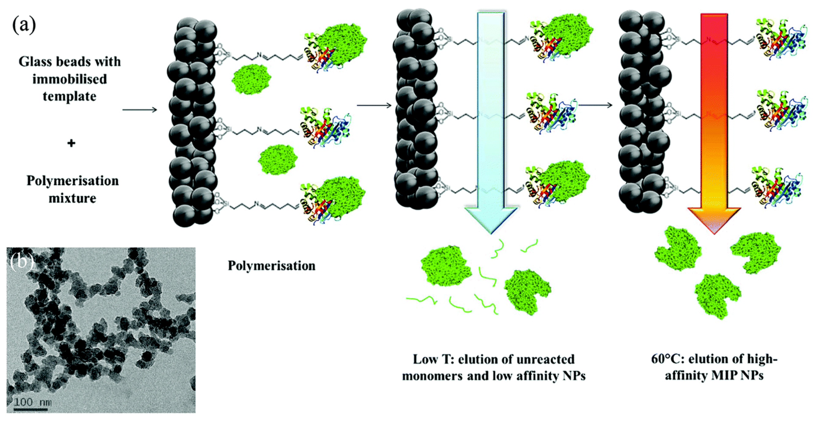 Sensors Free Full Text Recent Advances In Electrosynthesized Molecularly Imprinted Polymer Sensing Platforms For Bioanalyte Detection Html