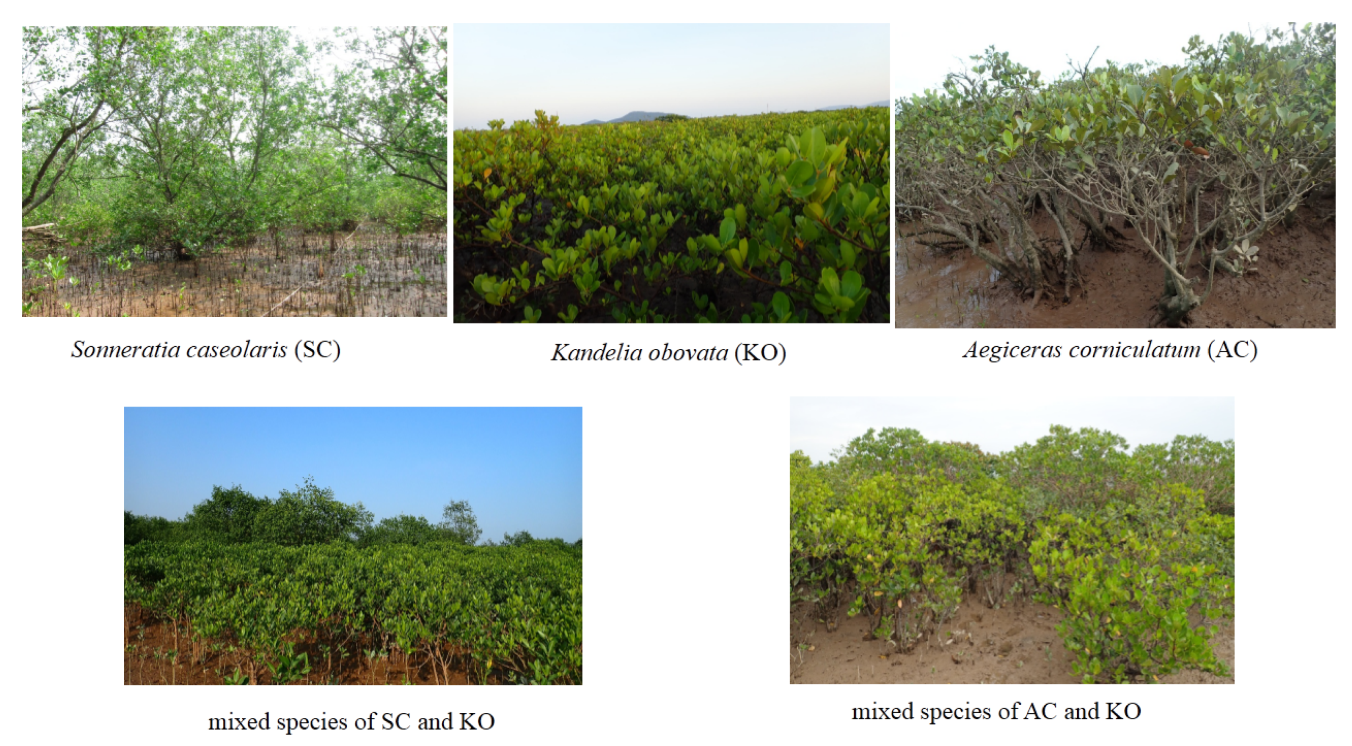 Sensors | Free Full-Text | A Review of Remote Sensing Approaches for  Monitoring Blue Carbon Ecosystems: Mangroves, Seagrassesand Salt Marshes  during 2010–2018 | HTML