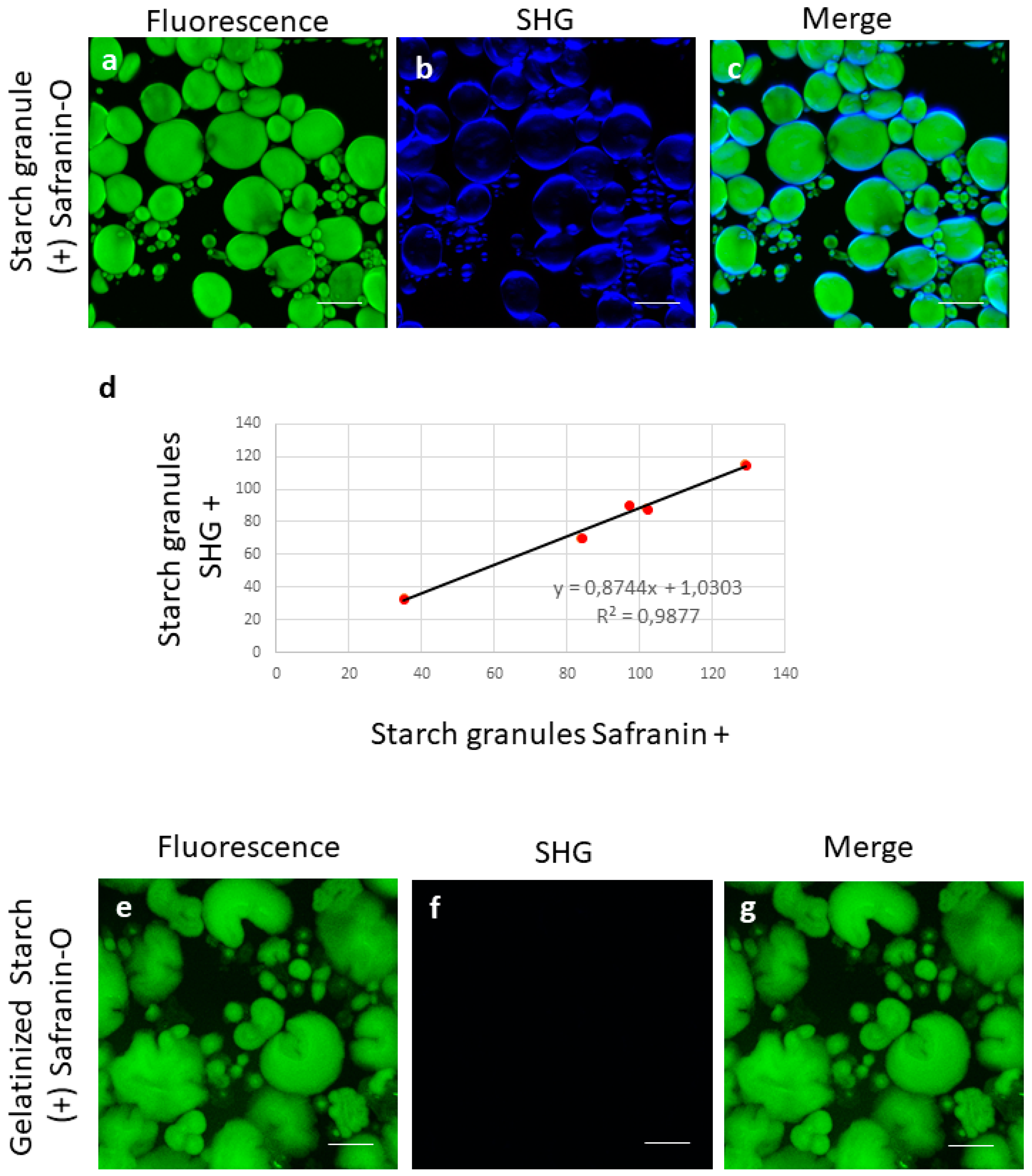 Sensors Free Full Text Label Free Fried Starchy Matrix Investigation By Harmonic Generation Microscopy Html