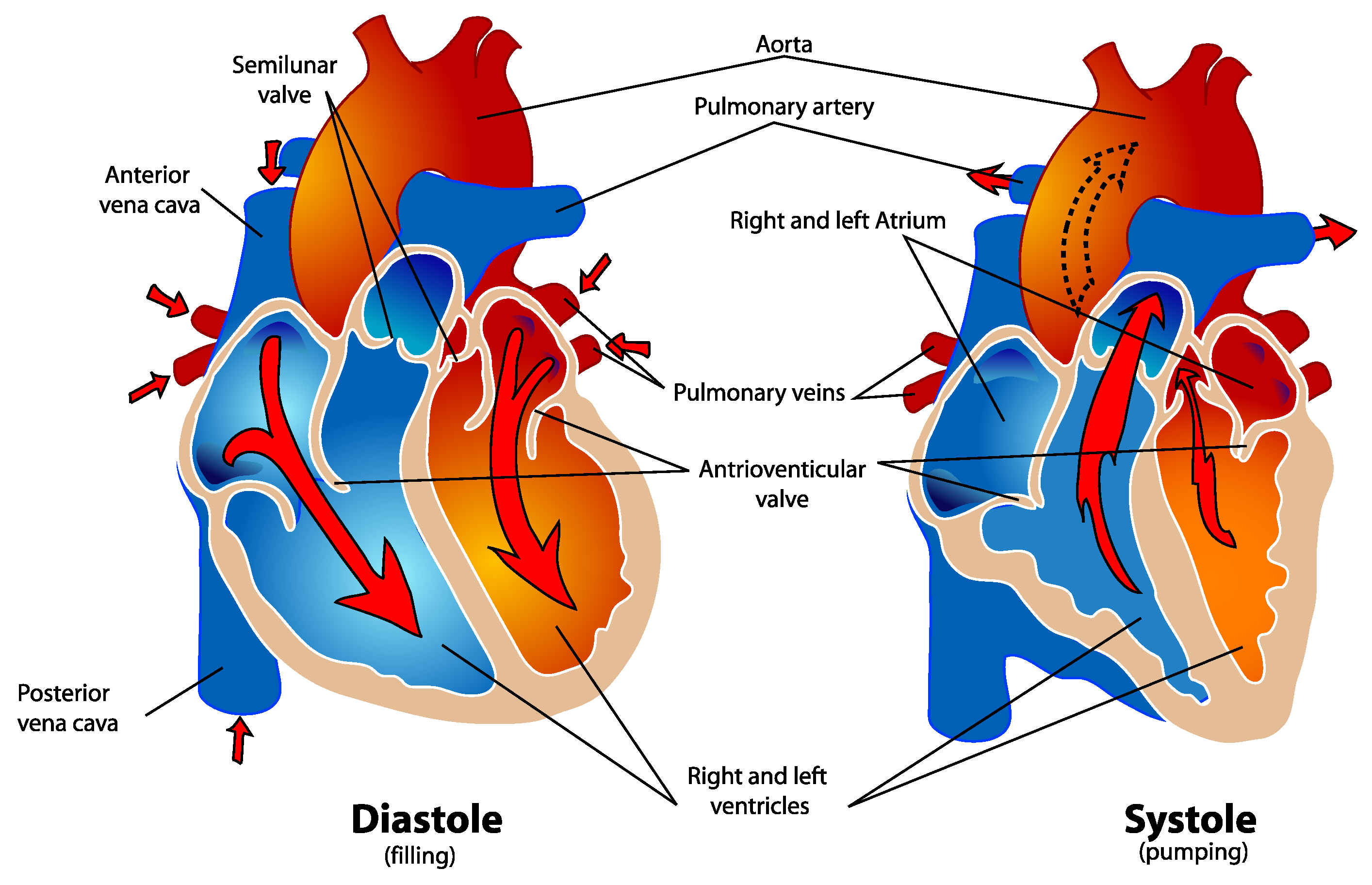 Learn the heart. Systole and diastole. Диастола сердца. Сердечный цикл. Систола предсердий клапаны.