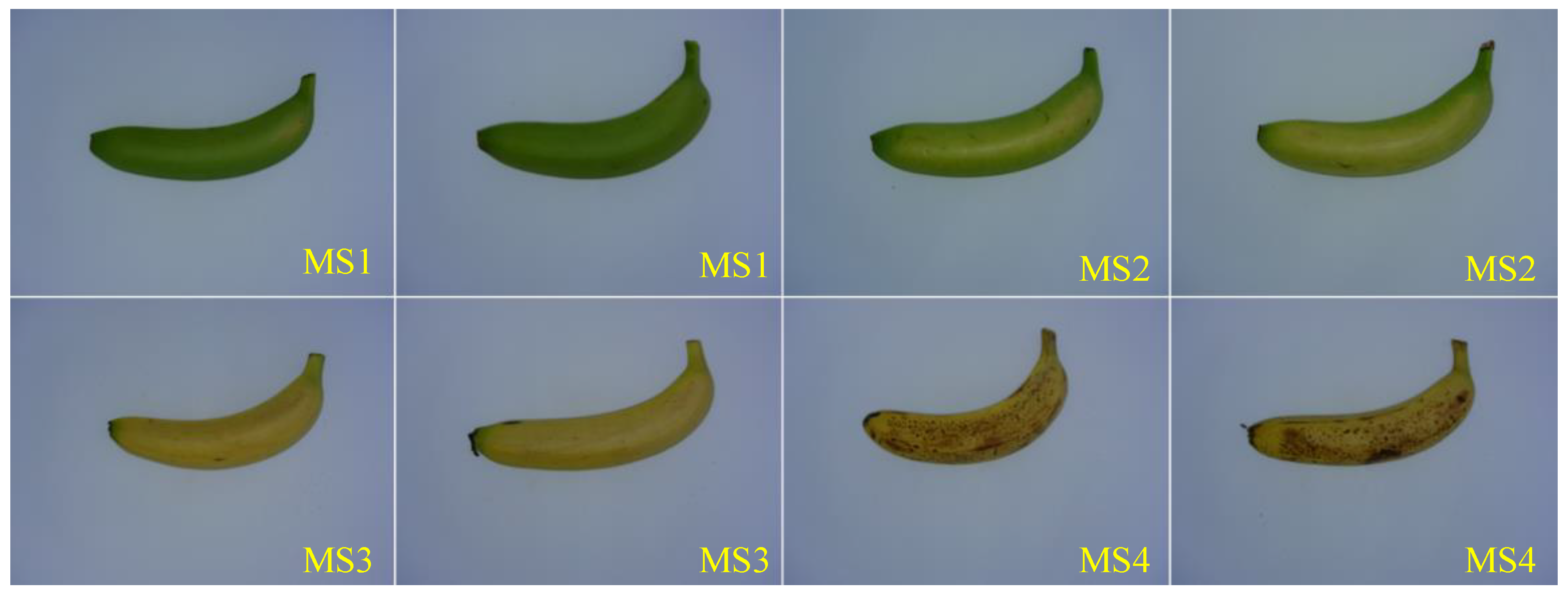 Sensors Free Full Text Assessment Of External Properties For Identifying Banana Fruit Maturity Stages Using Optical Imaging Techniques Html