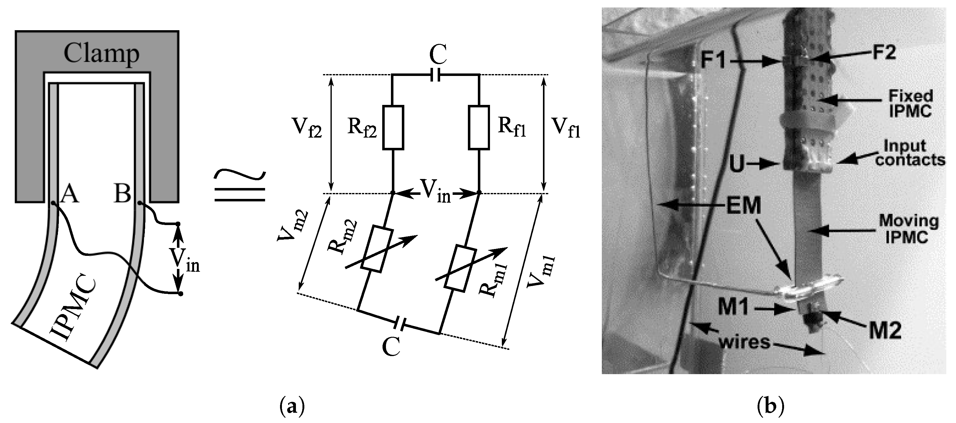 Fixed-free Bending Configuration of an IPMC Actuator for an Input