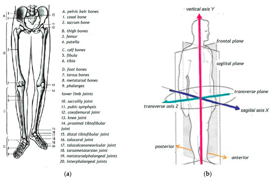 Anatomy of the lower limb [18].