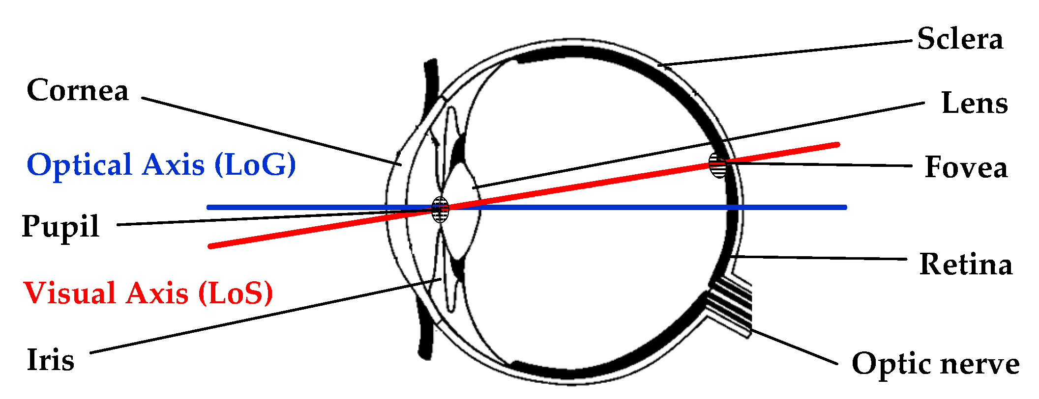 Sensors Free Full Text Gaze And Eye Tracking Techniques And Applications In Adas Html