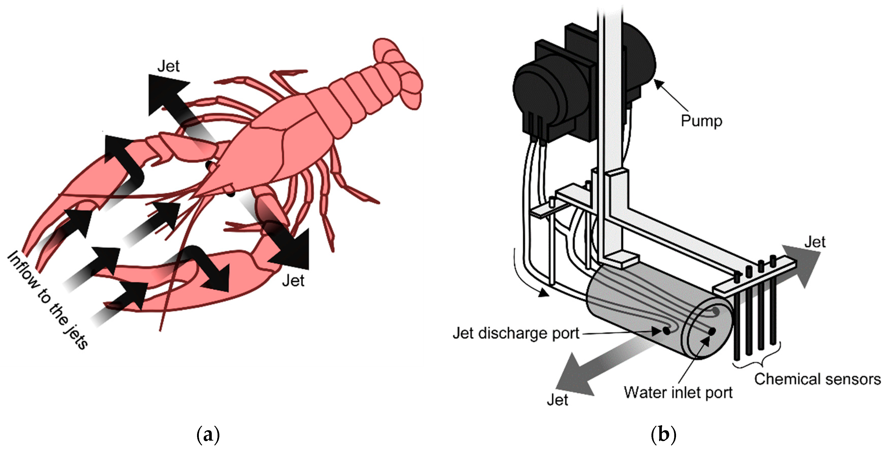 Sensors | Free Full-Text | Active Chemical Sampling Using Jet Discharge  Inspired by Crayfish: CFD Simulations of the Flow Fields Generated by the  Jet Discharge Device