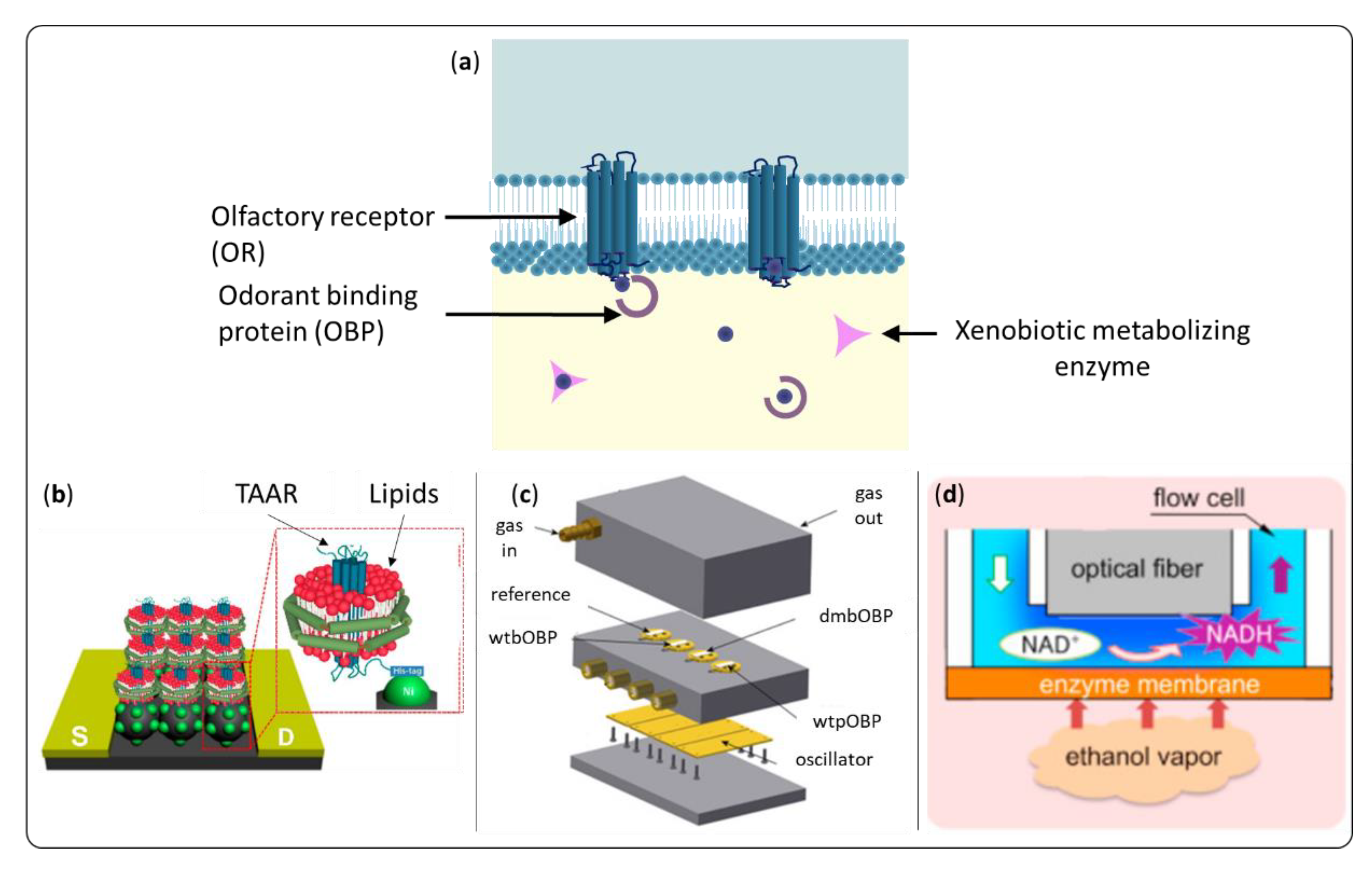 Sensors Free FullText BioInspired Strategies for Improving the