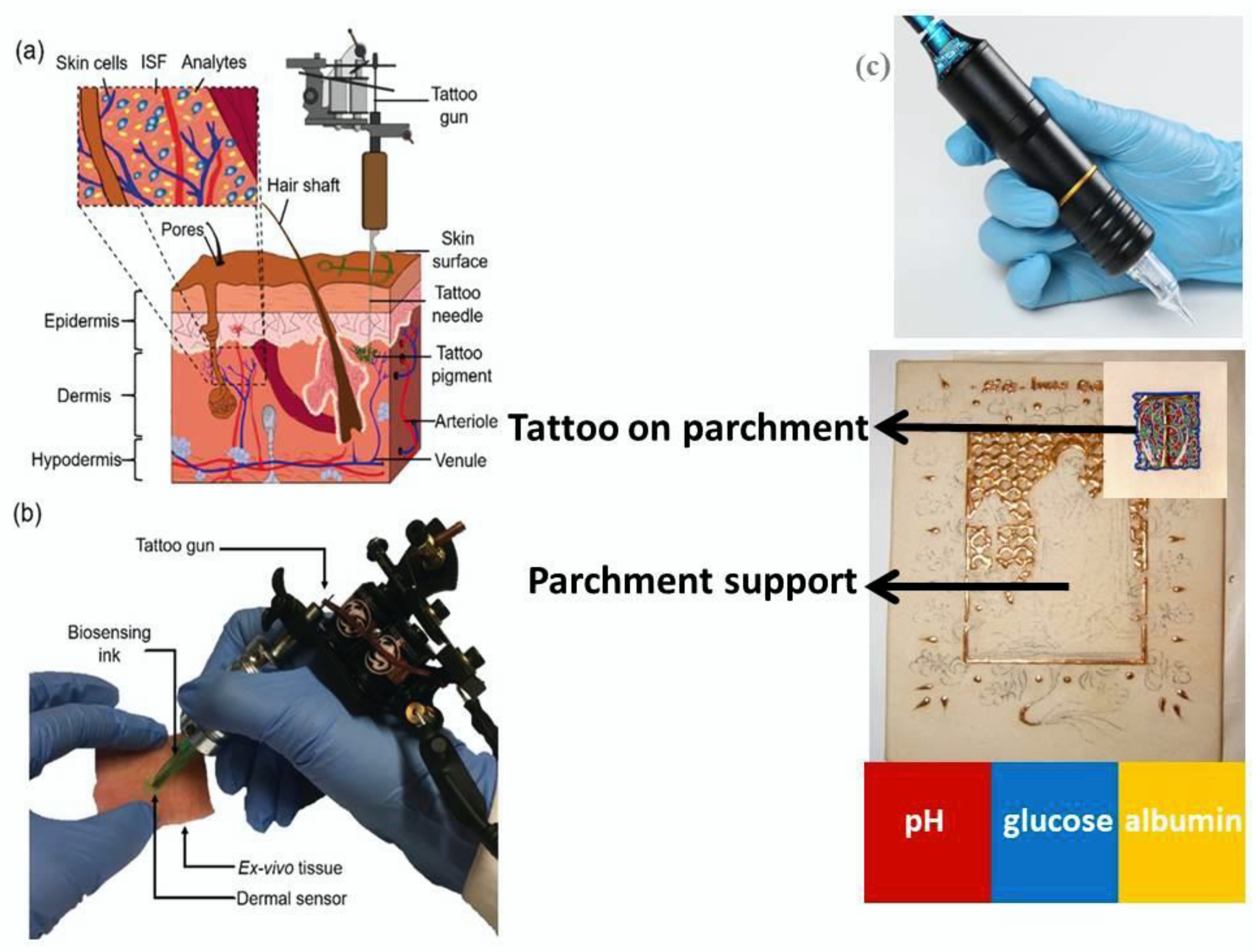 Blood Oxygen sensor does NOT like tattoos. | MacRumors Forums